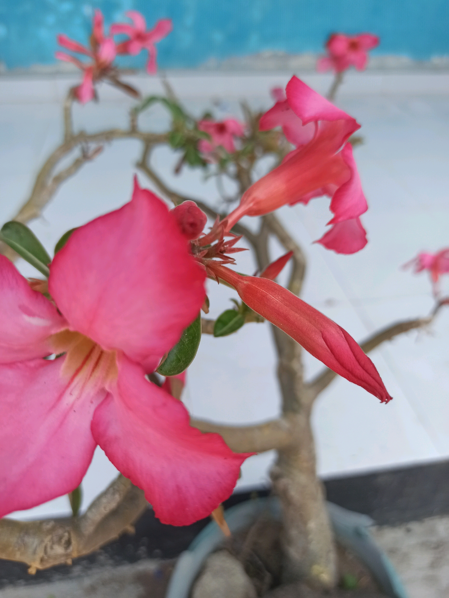 A close-up, eye-level shot focuses on the vibrant pink petals of a desert rose flower, with its stem and a developing bud prominently featured in the foreground. The out-of-focus background transitions from a light blue to white, suggesting an outdoor setting. A weathered, grey branch of the plant extends into the frame, with a few green leaves interspersed among the blooms. The flower's delicate trumpet-shaped form and a long, pointed red bud are captured with soft focus. The image appears to have been taken in Panggungan, Indonesia, an area known for its diverse flora.