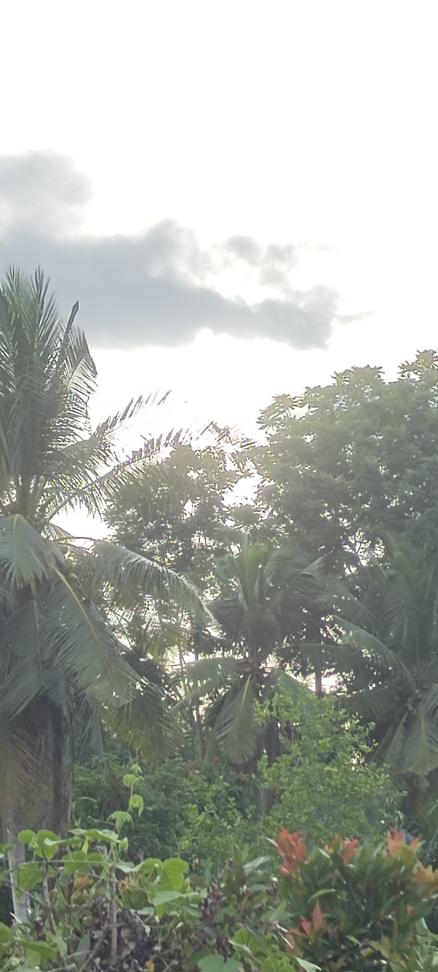 This is a vertical, medium-range photograph of a dense tropical landscape in Aluekeujruen, Indonesia, taken on an overcast day with bright sunlight filtering through the clouds and foliage. The foreground features a variety of green leafy plants and shrubs, with some darker, dried foliage visible at the bottom. In the mid-ground and background, numerous palm trees with their fronds are prominent, interspersed with a variety of other lush green trees and vegetation. The sky above is a bright, washed-out white, with dark gray clouds creating a dappled effect. The overall impression is one of thick, verdant growth under a diffused, bright sky. There are no people or animals visible in the image.