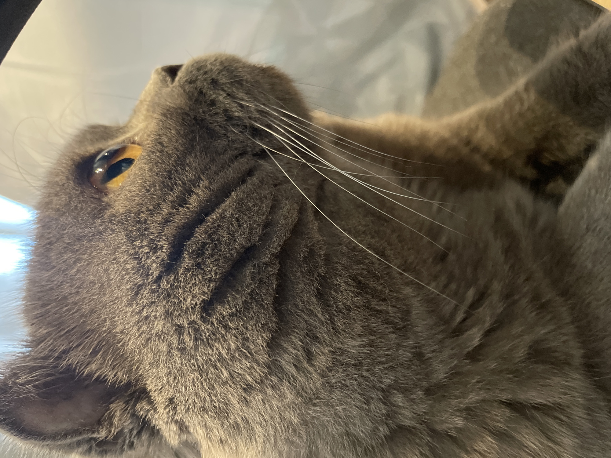 A close-up, profile view of a gray cat's face is captured from a low angle. The cat's fur is short and dense. Its right eye is open and appears to be a golden or amber color. Long, white whiskers extend from its muzzle. The background is softly blurred and appears to be a light gray or white surface. The lighting suggests an indoor setting, possibly with light coming from above. The cat's gaze is directed upwards and to the right. No people or identifiable landmarks are present in the image.