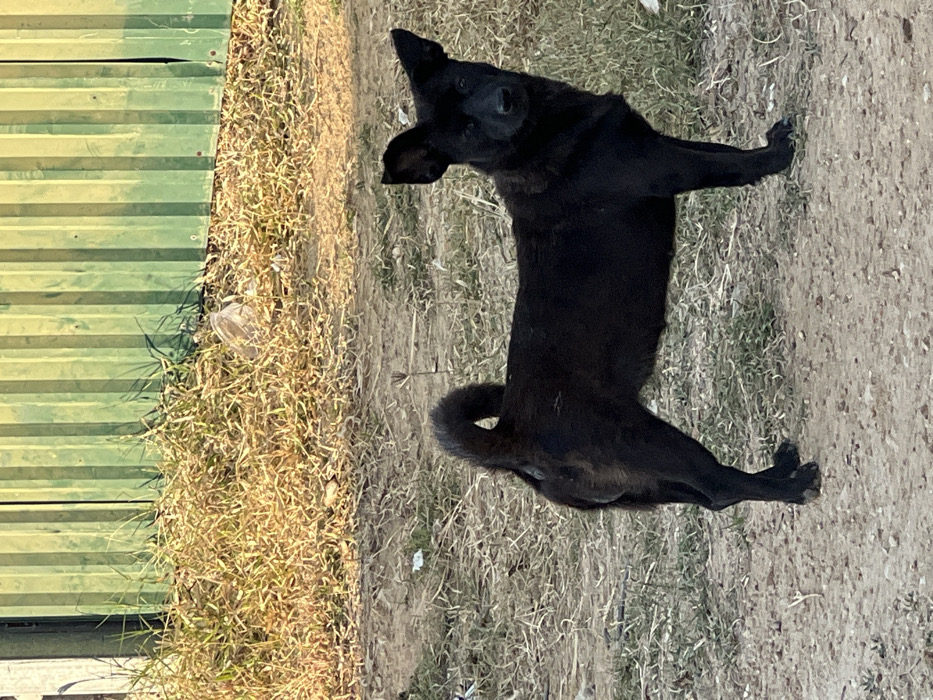 A black dog stands on dirt with a slightly curled tail. It looks toward the camera with its head tilted. To the left of the dog is a patch of dry grass and a green metal wall. The dog's posture is alert, with its ears perked up. The background is slightly blurred.