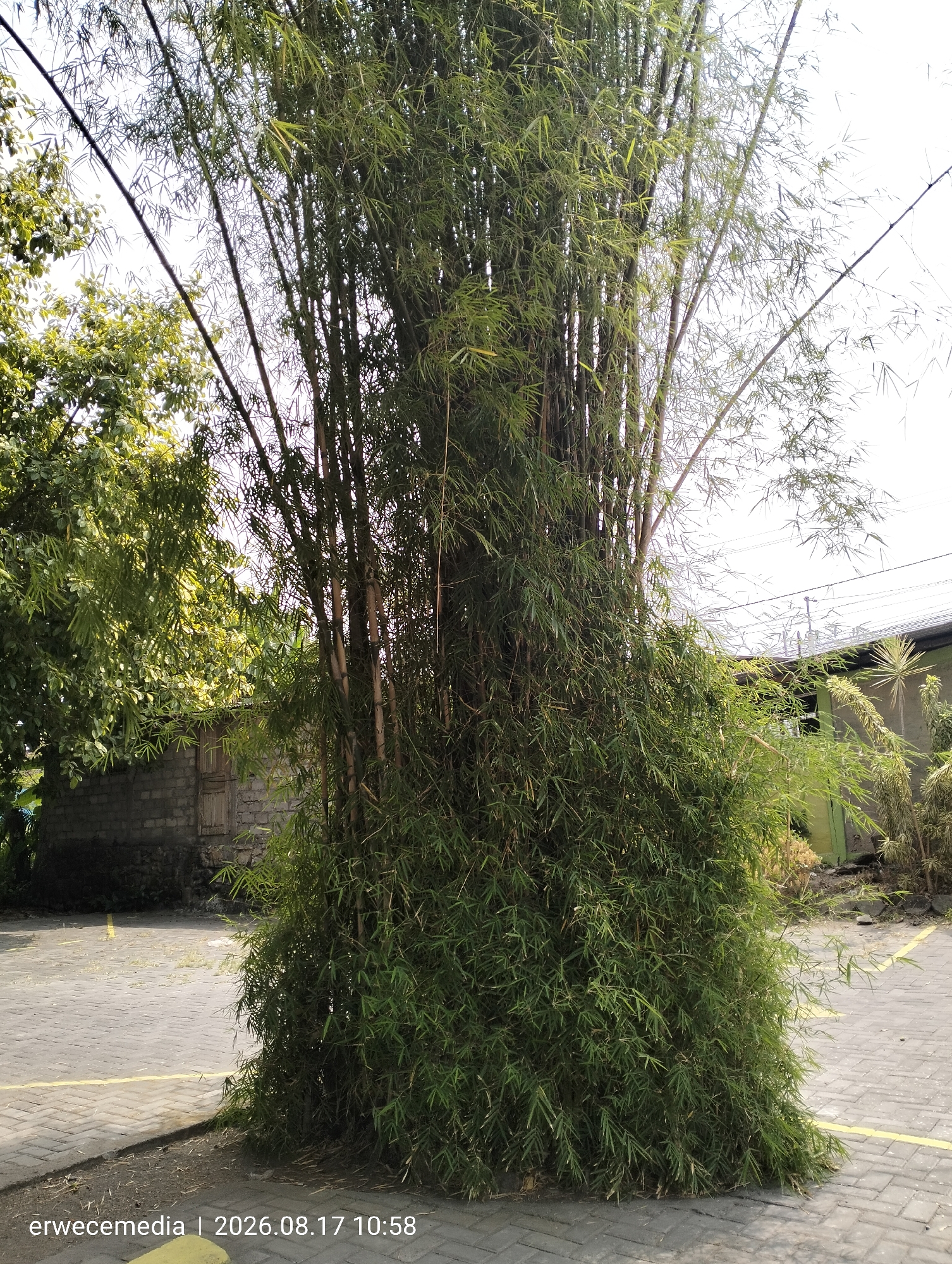 In Banguntapan, Indonesia, a dense cluster of tall bamboo stalks dominates the center of the frame. The bamboo's lower half is completely overgrown with its own foliage, creating a thick, green mass that spills onto the paved ground. Above this dense base, the thinner stalks of the bamboo reach upwards, their branches and leaves silhouetted against a bright, overcast sky. To the left, a portion of a building with a textured brick wall and a wooden door is visible, partially obscured by the bamboo and other foliage. The ground is paved with interlocking gray bricks, marked with yellow lines, suggesting a parking area or pathway. To the right, a building with a green wall and a light-colored roof is partially visible, along with other types of vegetation. The image is watermarked at the bottom left with "erwecemedia | 2026.08.17 10:58".