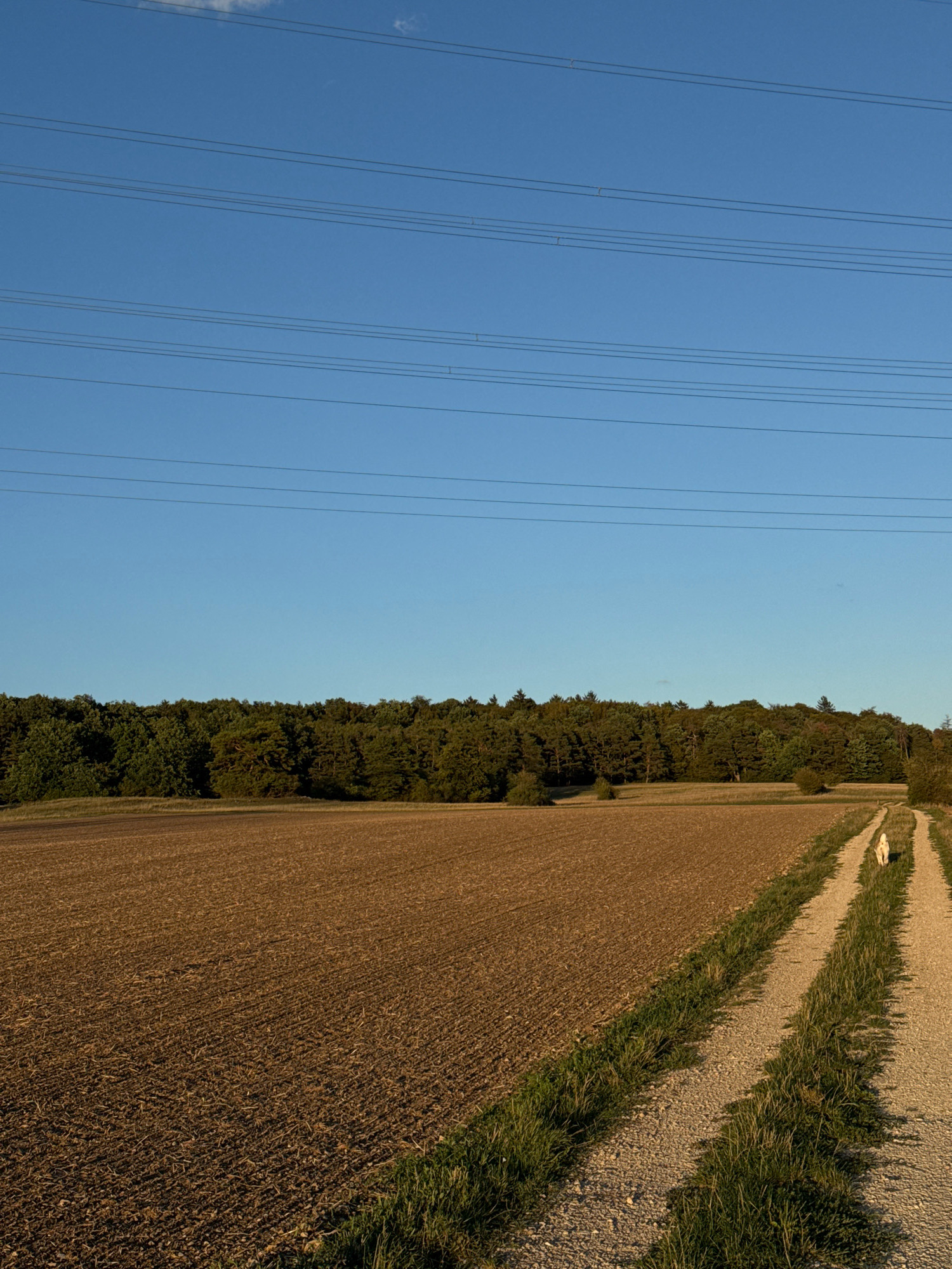 A wide-angle, eye-level, outdoor shot depicts a rural landscape with a clear blue sky overhead. Several parallel power lines traverse the sky horizontally. The ground level features a dark brown, tilled field to the left, stretching into the distance. To the right of the field, a light-colored gravel path runs diagonally into the background. A small, light-colored dog is visible on the path, facing away from the camera. A dense line of green trees borders the field in the background. The scene appears to be located in the municipality of Wettstetten, Germany.