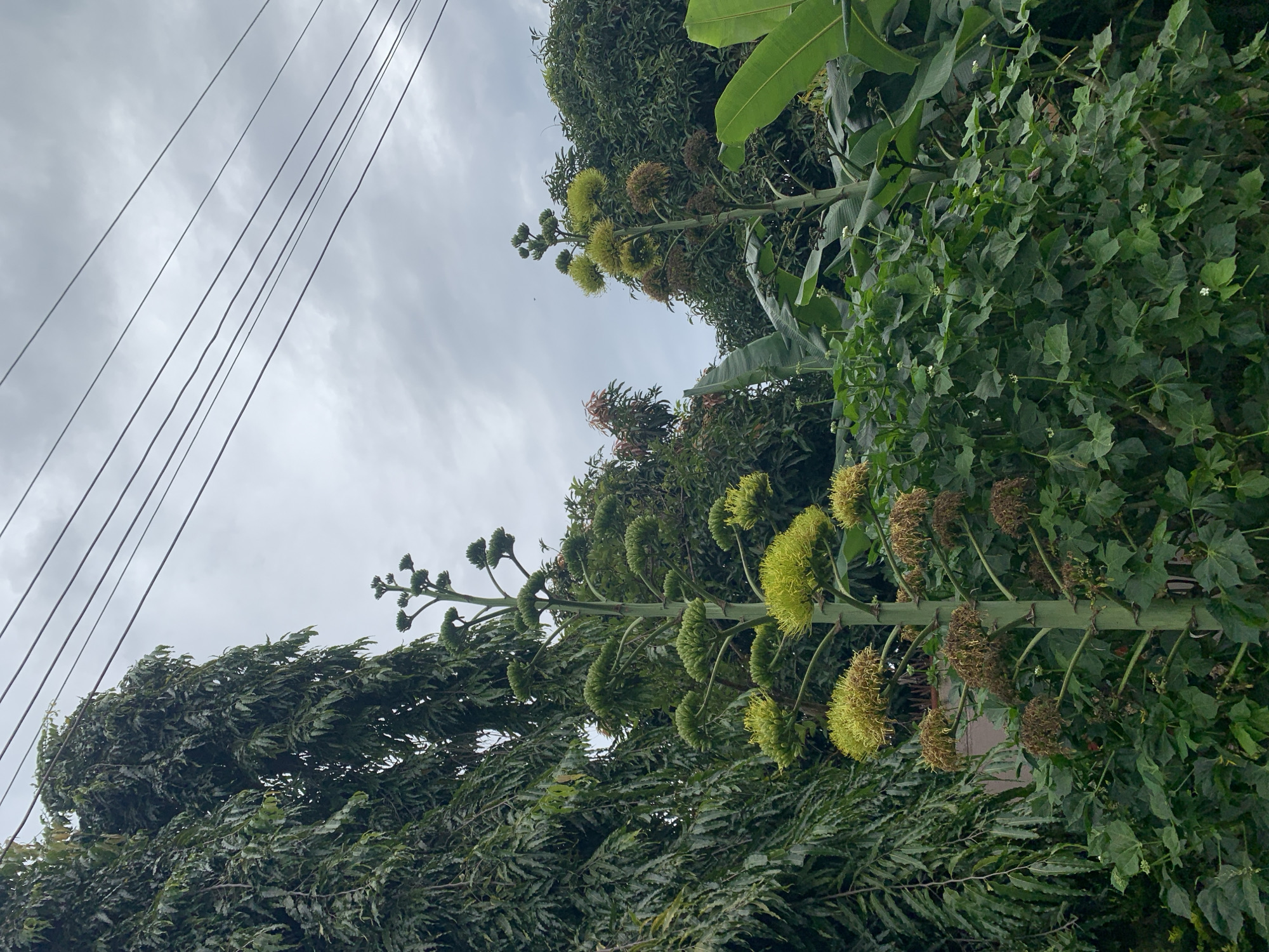 A tall, flowering agave plant stands prominently in the foreground, its stalk reaching upwards with multiple tiers of green flower clusters and some dried brown seed pods. To the left, a dense, leafy green tree with long, feathery leaves dominates the upper left portion of the frame. Behind the agave, a variety of lush green foliage and trees, including what appear to be banana leaves and mango trees, create a dense backdrop. Power lines crisscross the overcast sky in the upper right quadrant of the image. The scene is set outdoors, likely in a garden or natural area in Gura Top, Nigeria. No people are visible in the image.