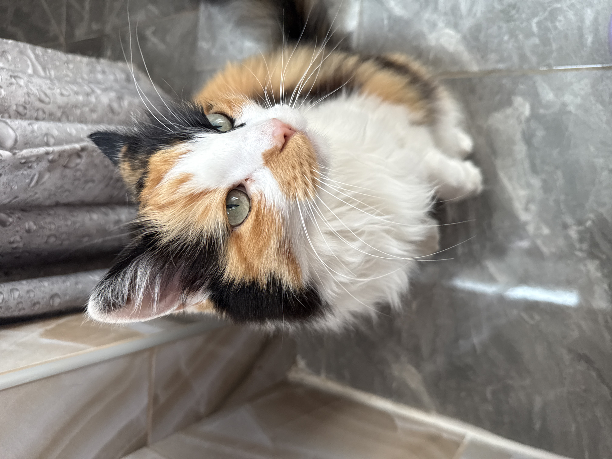 A calico cat is sitting on a gray tiled floor, looking to the right of the camera. The cat has patches of white, orange, and black fur. Its eyes are green, and its nose is pink. The background includes a beige tiled wall on the left and a gray, textured curtain with water droplets on the right. The lighting suggests an indoor setting.
