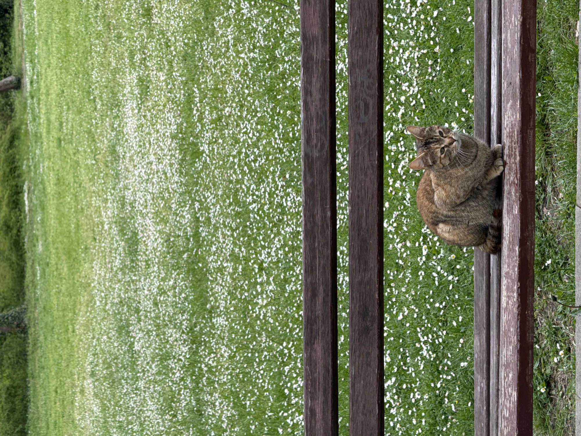 A tabby cat sits on a brown park bench in Varna, Bulgaria. The bench faces a green lawn dotted with white flowers. The cat is curled up, looking up and to the left. The lawn extends towards a distant tree line. The scene appears to be photographed from directly above.