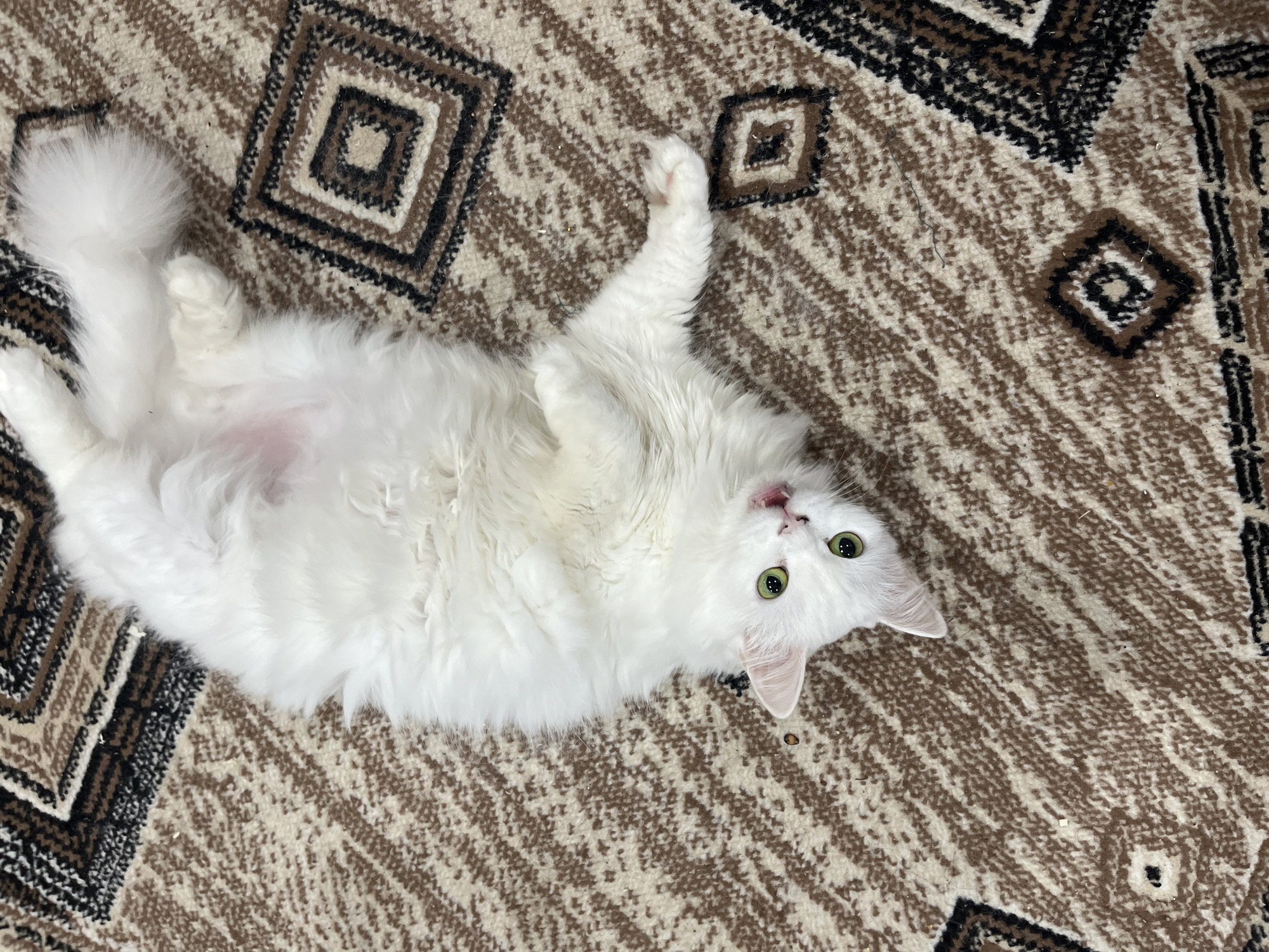 An overhead, full shot shows a fluffy white cat lying on its back on a patterned carpet. The cat's eyes are wide and green, and its mouth is slightly open, with its tongue visible. Its paws are spread out, and its belly is exposed, showing a slight pink hue. The carpet has a repeating pattern of brown and cream-colored diamonds and stripes. The scene appears to be an indoor setting, likely a home, given the presence of the cat and carpet. The cat's posture suggests it is relaxed and possibly playful. The lighting is even, indicating a well-lit room. There is no indication of the specific location within the city of Temirtau, Kazakhstan, as the image lacks any identifying landmarks or contextual clues related to that city. The image is a still photograph with no observable action beyond the cat's pose.