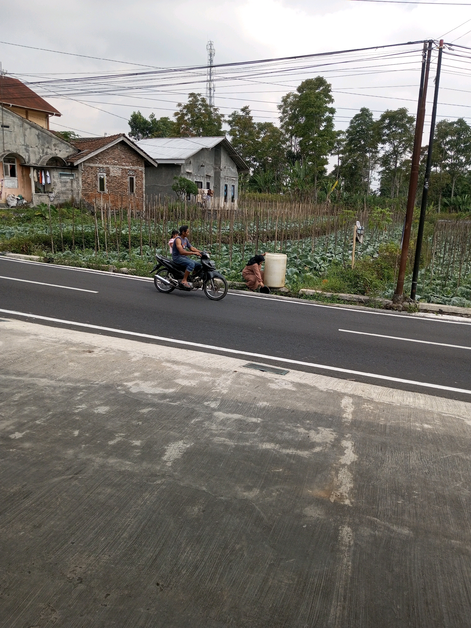 In Andongsili, Indonesia, a motorcycle with two occupants, a man and a child, rides on a paved road. The man is driving, wearing a dark shirt and blue shorts, while the child is seated behind him. To the right of the road, a woman is kneeling beside a large white cylindrical container, tending to a cabbage field. The field is marked with numerous wooden stakes. In the background, houses with various roof styles and construction materials are visible, along with lush green trees and a distant cell tower. Electrical wires crisscross the sky above. The foreground consists of a concrete surface with a rough, textured finish. The overall environment suggests a rural or semi-rural setting.