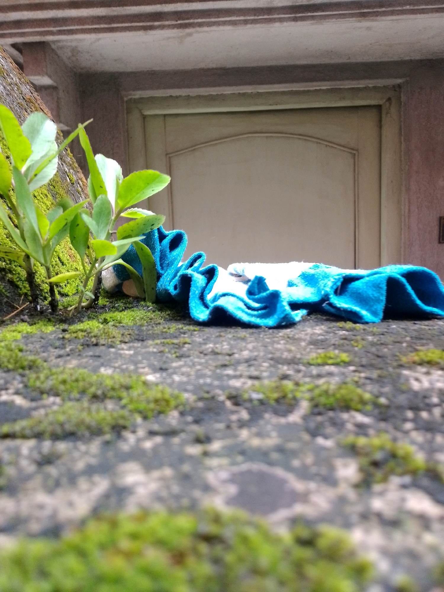 The image depicts a close-up, low-angle view of a rough, moss-covered surface in an outdoor urban setting. In the foreground, the texture of the stone or concrete is detailed, with patches of vibrant green moss. To the left, a small plant with bright green leaves emerges from the mossy surface. Next to the plant, a crumpled blue and white cloth lies on the surface. Behind these elements, a light-colored door with a curved top is visible, set within a building. Above the door, architectural details of the building, including horizontal lines and trim, are present. The overall environment suggests a neglected or naturalized area within an urban landscape. The scene does not contain any individuals or depict any specific actions or interactions.