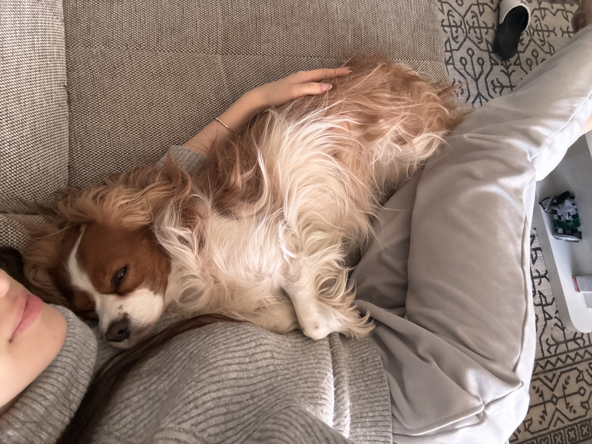 A woman is lying on a grey couch with a Cavalier King Charles Spaniel dog resting on her chest and legs. The woman is wearing a grey sweater and grey sweatpants. Her lips are visible in the lower left corner of the frame. Her hand rests on the dog's back. The dog has brown and white fur and is partially sleeping with one eye open. The couch has a textured grey fabric. A patterned rug is visible on the floor next to the couch. A black slipper and a white side table with various items are also visible. The location is not discernible from the image and cannot be confirmed as Sofia, Bulgaria.