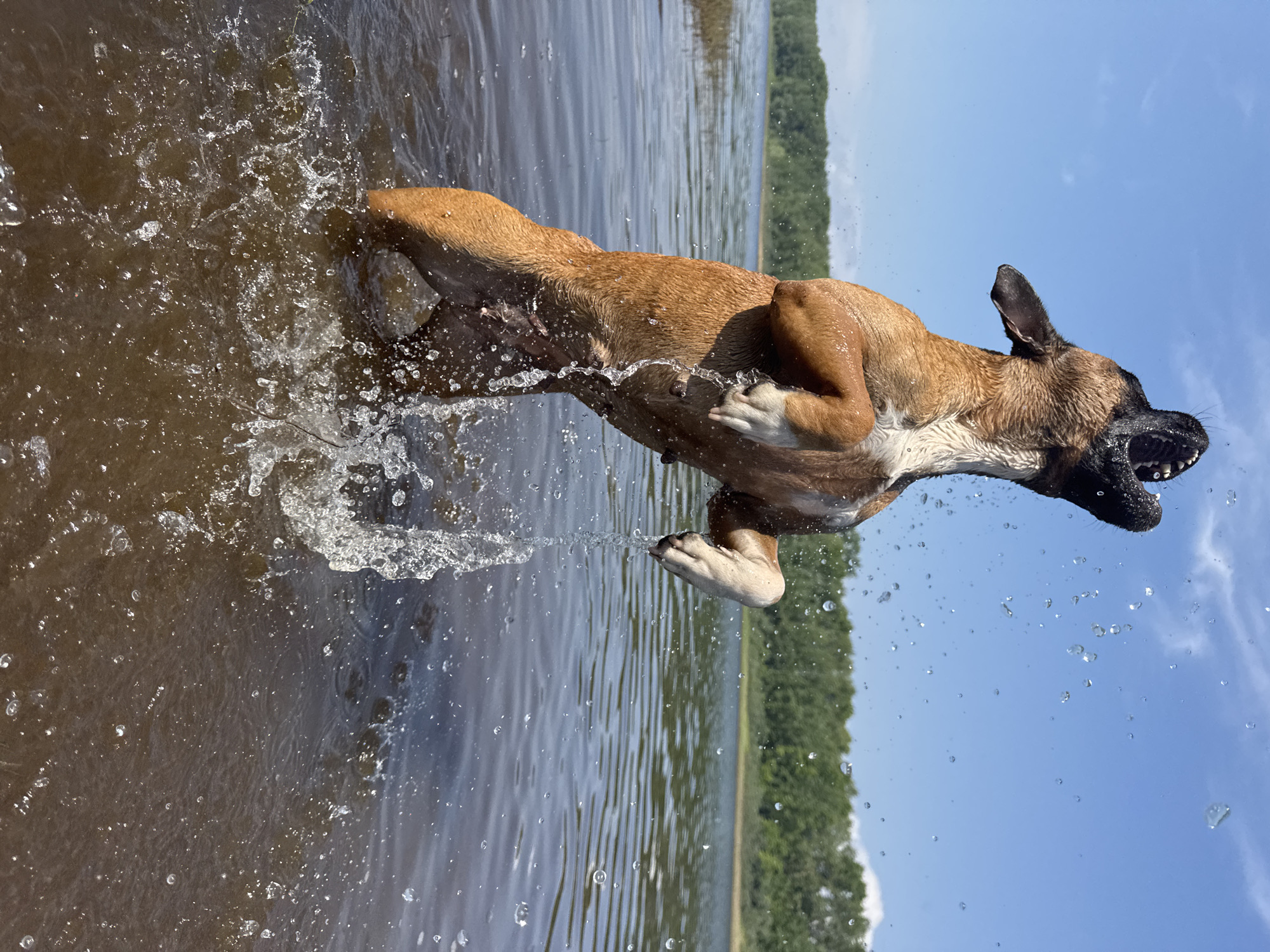An action shot captures a brown and white dog leaping out of the water, its mouth open and its head tilted back. Water splashes around the dog and droplets are suspended in the air. The dog is in the middle of a body of water, with a tree line visible in the background under a clear blue sky. The location is the Kama River in Chaikovsky, Russia.