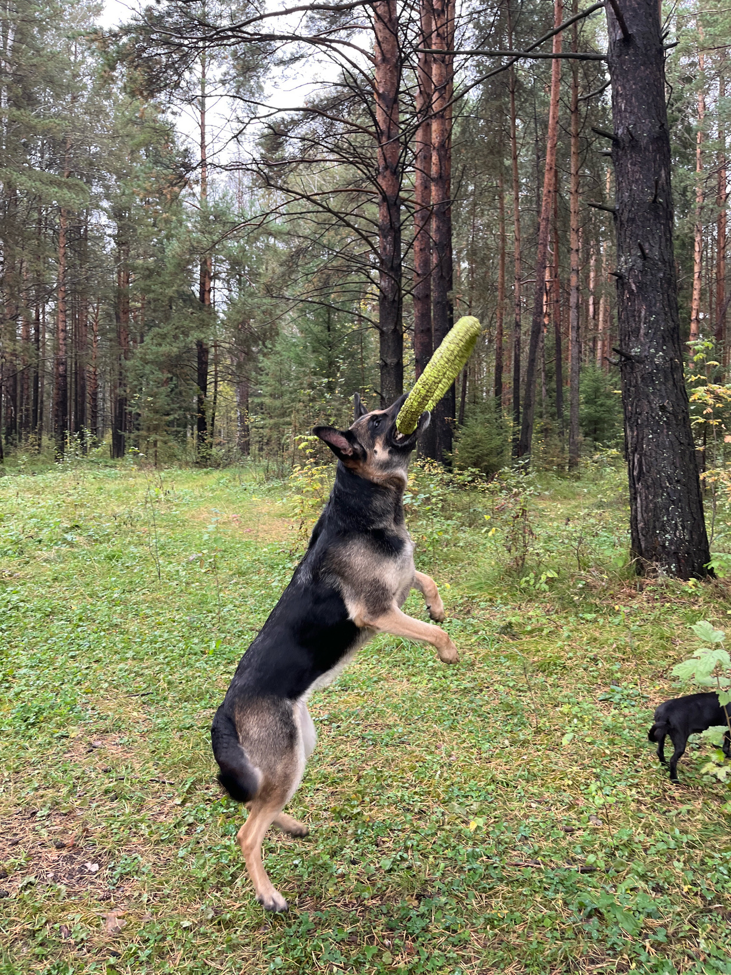 An eye-level, medium shot captures a German Shepherd dog mid-air, its mouth clamped around a bright yellow, corn cob-shaped toy. The dog is in a forest with tall, slender pine trees surrounding it. The ground is covered in green grass and scattered pine needles, with some fallen leaves indicating an autumn setting. The sky above is overcast. In the background, a small black dog can be seen partially obscured by foliage. The scene appears to be a natural, wooded area.