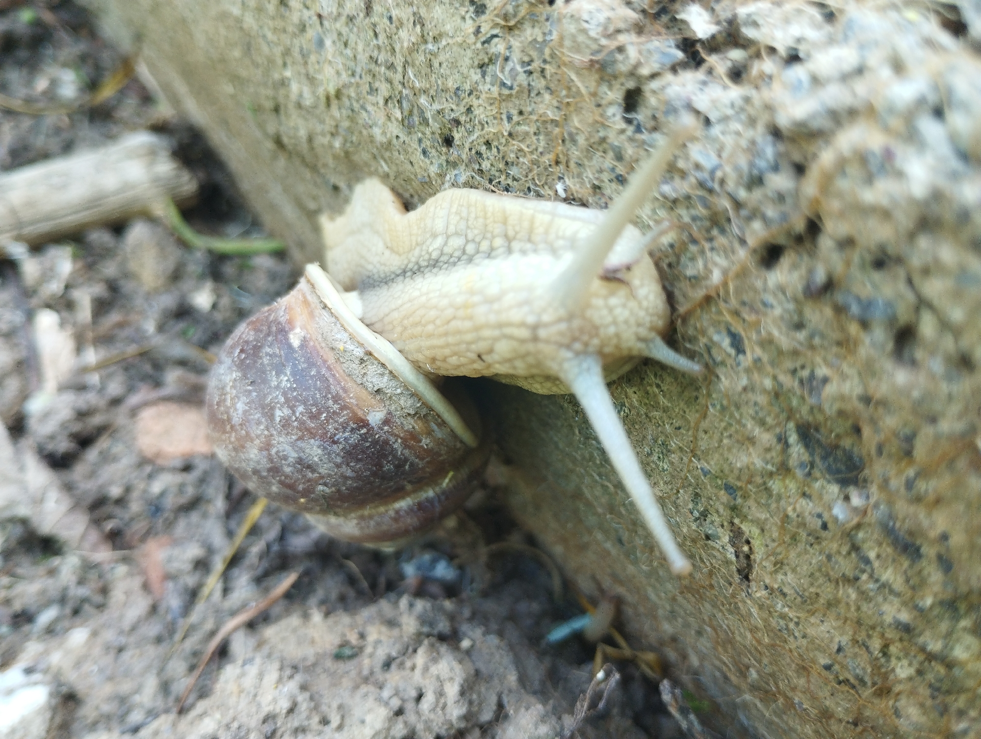 This is a close-up photograph of a snail crawling on a rough, textured surface, likely a concrete or stone wall. The snail is the primary subject, with its shell clearly visible as a spiral, dark brown, and slightly worn. The snail's body is a pale, creamy color, and its eyestalks are extended, reaching forward as it moves. The texture of the snail's body is visible, appearing slightly wrinkled.
The snail is positioned on the right side of the image, with its head and anterior portion extending towards the right edge. The background consists of the textured wall, which has a mottled appearance with variations in color from light beige to darker gray and brown. Some fine, thread-like organic material is visible on the surface of the wall, potentially roots or dried plant matter.
To the left of the snail, the ground is visible, appearing as a mix of soil, small stones, and debris. Some dry, twig-like elements and fuzzy organic matter are present on the ground. The lighting suggests it is daytime, with soft light illuminating the scene, but no harsh shadows are evident. The overall impression is of a natural, outdoor environment, likely a garden or an area with natural elements and some man-made structures. The focus is sharp on the snail, while the background and foreground elements are progressively out of focus, creating a sense of depth. There is no visible text in the image.
