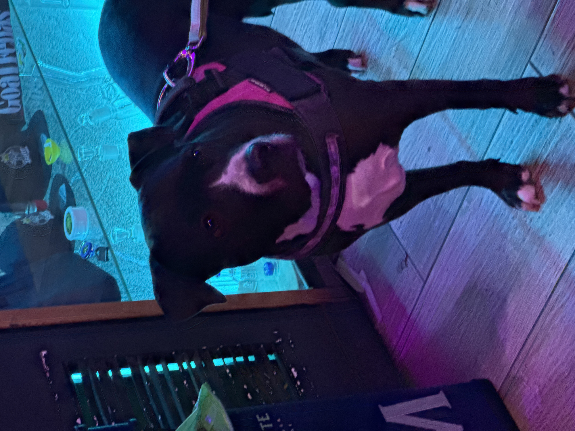 A close-up, low-angle shot depicts a black and white pitbull-type dog wearing a pink harness. The dog is lying down with its paws extended. The background includes a blue-lit fish tank, a dark surface with illuminated slits (possibly a grill or vent), and a wooden floor illuminated with purple light. A partially visible blue object with a white "V" on it is also present. There are no people visible. The image does not provide information that would allow locating this scene within Barcelona, Spain.