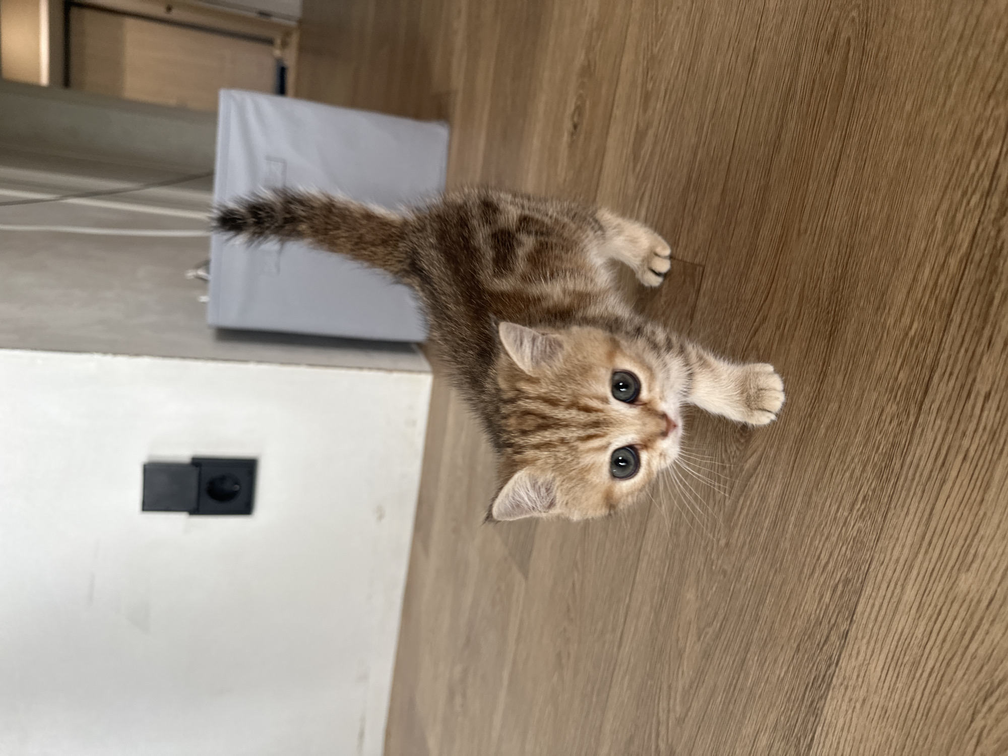 A very young tabby kitten with large, dark eyes and a fluffy tail walks across a wooden floor. The kitten is facing the camera, and its front paws are on the floor. Behind the kitten, a light-colored wall with a black electrical outlet is visible. Further in the background, a large gray bin and a doorway can be seen. The scene appears to be indoors, likely in a residential setting. There is no indication of the location being in Mokino, Russia.