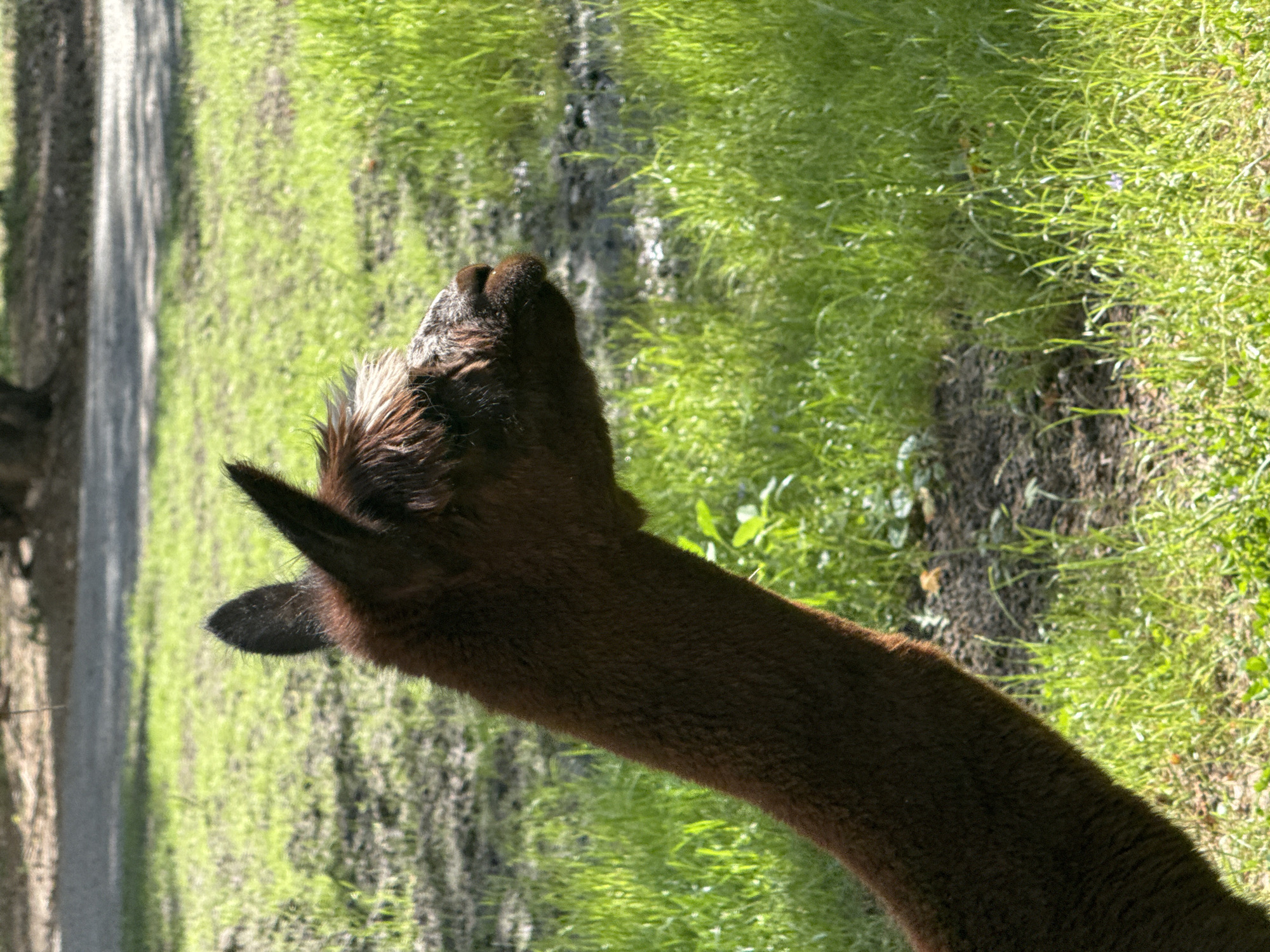 The image shows a close-up side profile of a brown alpaca standing in a grassy area. The alpaca's head is turned to the right, with its dark ears visible. The background consists of green grass, dirt patches, and some trees. There is no indication of the city of Orlivshchyna, Ukraine in the image.