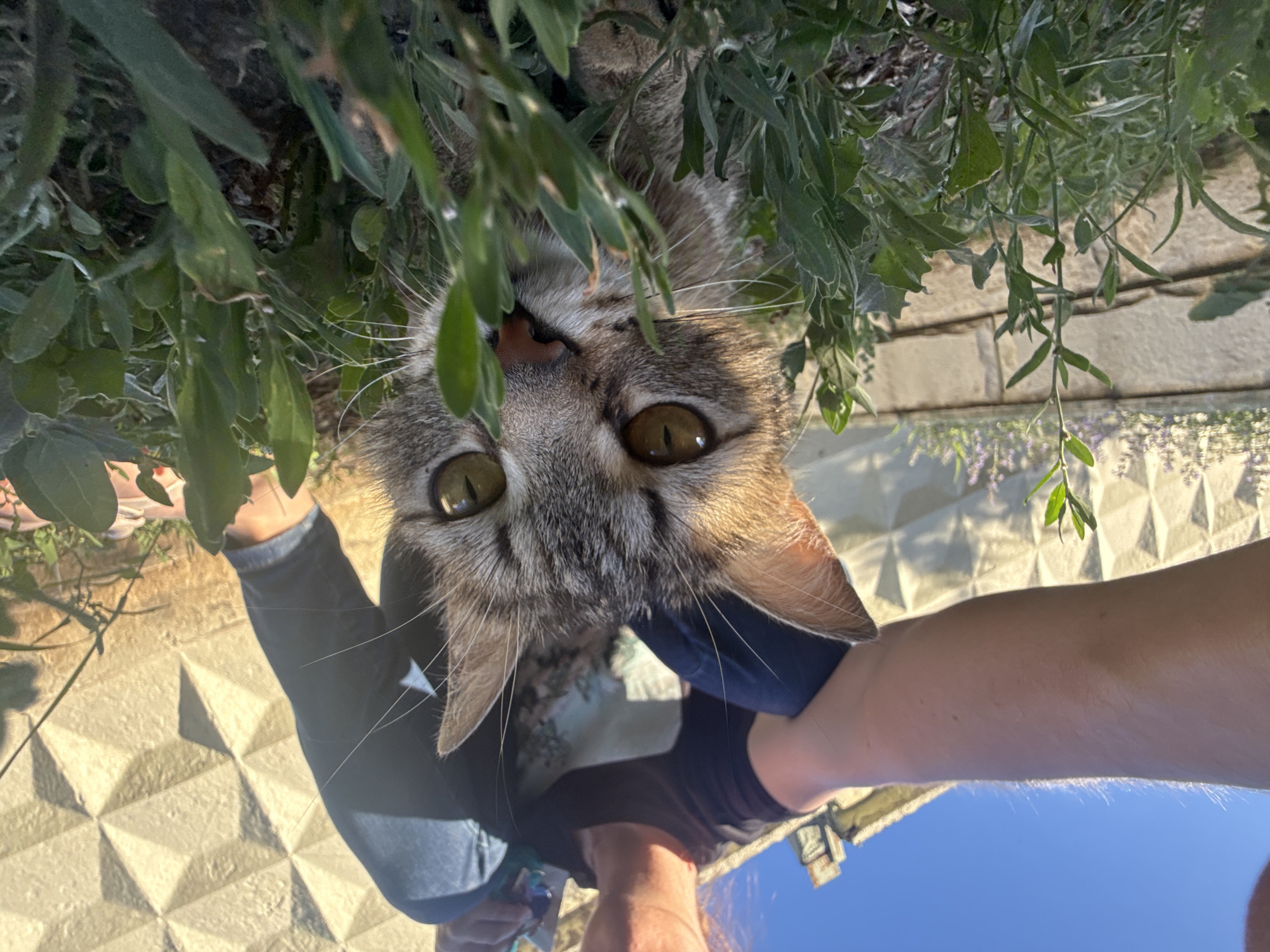 A low-angle, eye-level shot captures a tabby cat partially obscured by green foliage. The cat's face, with large, golden eyes and prominent whiskers, is the central focus, peering directly at the camera. Behind the cat, a person is seated outdoors, wearing a dark t-shirt and blue jeans. Their arm is extended, holding a small object, and the camera appears to be held by them. In the background, a pale, textured concrete wall runs horizontally, with a clear blue sky above. The environment suggests an outdoor, possibly urban or suburban setting. The image was taken in Orenburg, Russia.