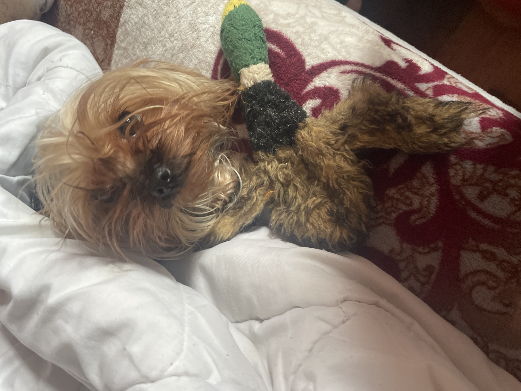 A small, long-haired dog with tan and brown fur lies on a white quilted blanket. The dog has a plush toy in the shape of a duck, with a green and yellow head, black body, and brown wings, resting against its body. The blanket is partially covered by a patterned throw, with maroon and beige designs, that extends to the right edge of the image. The scene is indoors and dimly lit. There is no indication in the image that specifies the location being in the city of Burgas, Bulgaria.