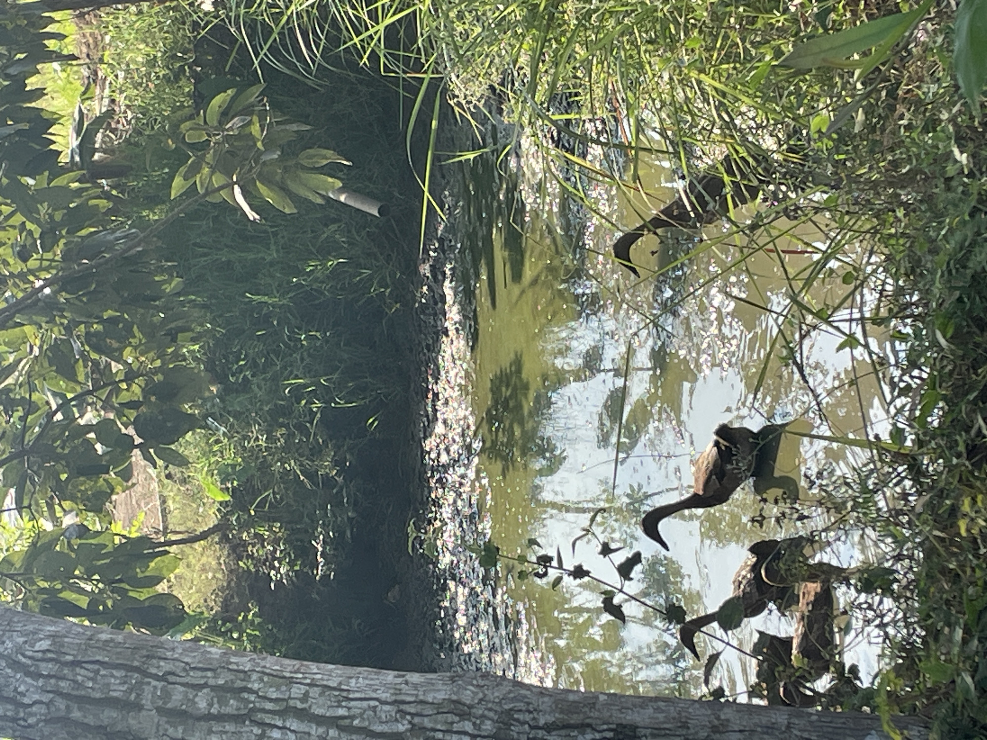The image depicts a shallow, murky body of water with several ducks swimming. The water surface is partially covered with debris and reflects the surrounding greenery and sunlight, creating a dappled effect. Lush vegetation, including tall grasses and leafy branches, frames the scene, with a large tree trunk visible on the left side of the image. The overall environment suggests a natural, possibly unkempt, outdoor setting. The ducks appear to be of the same breed, with brown plumage and distinct neck and head shapes. Some ducks are partially obscured by the foliage. The scene is captured during daylight, indicated by the bright sunlight and shadows. The specific location in Sucenjurutengah, Indonesia, is noted.