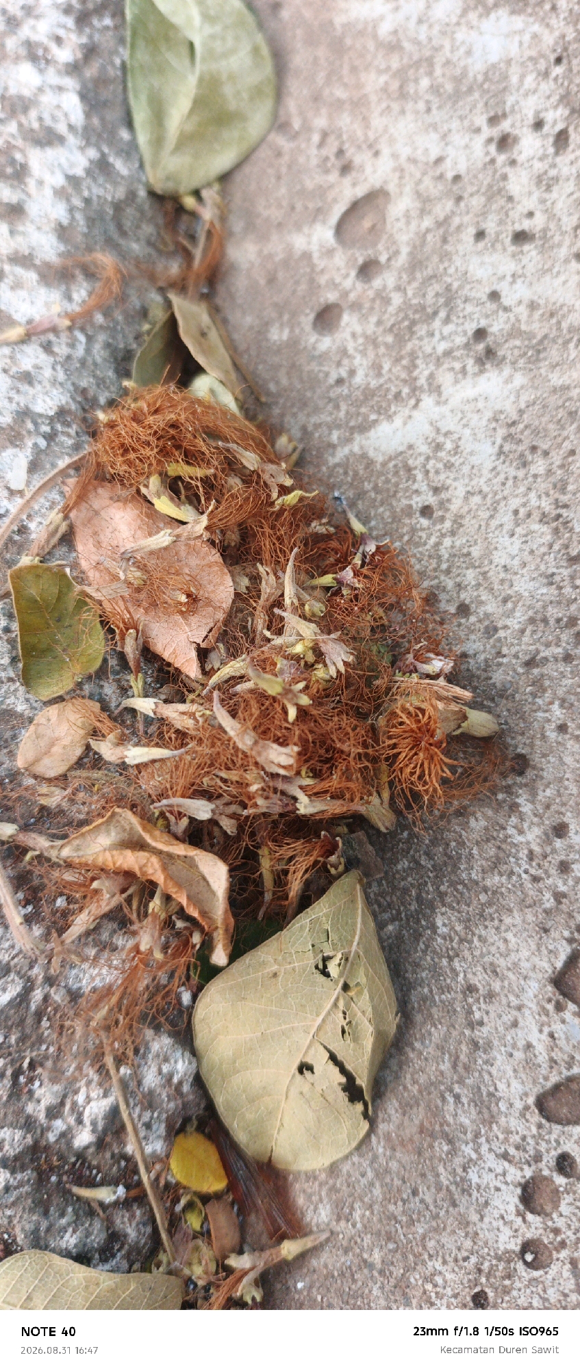 A close-up, high-angle shot captures a pile of dried leaves and plant fibers on a rough, textured concrete surface. The plant material is predominantly a reddish-brown, with some lighter tan and green leaves interspersed. Among the fibers, small, dried flower parts or seed pods are visible. The concrete exhibits a mottled gray and pinkish-brown color with numerous small indentations and slightly raised circular formations. The lighting suggests an outdoor environment, casting soft shadows. The bottom of the frame includes text indicating the device used ("NOTE 40"), the date and time ("2026.08.31 16:47"), and photographic settings ("23mm f/1.8 1/50s ISO965") along with a location ("Kecamatan Duren Sawit"). The scene appears to be in the Kecamatan Duren Sawit area of East Jakarta, Indonesia.