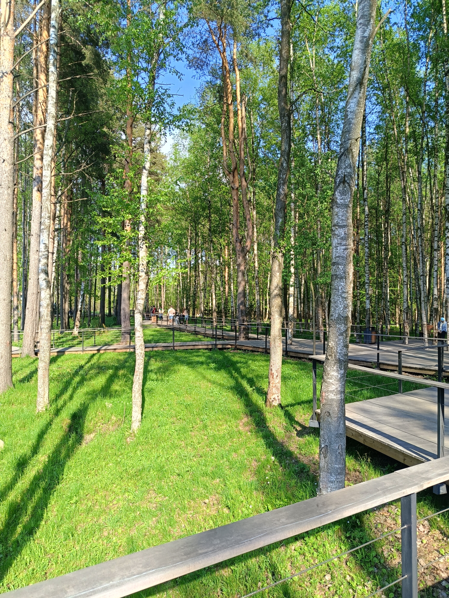 The image depicts a forest landscape, likely a park, situated in Saint Petersburg, Russia. A wooden boardwalk with metal railings meanders through the trees. The trees include birch and pine, casting long shadows across the vibrant green grass. In the distance, several people are visible on the boardwalk. The foreground includes a metal railing, implying a slightly elevated perspective. The overall atmosphere is sunny and serene.