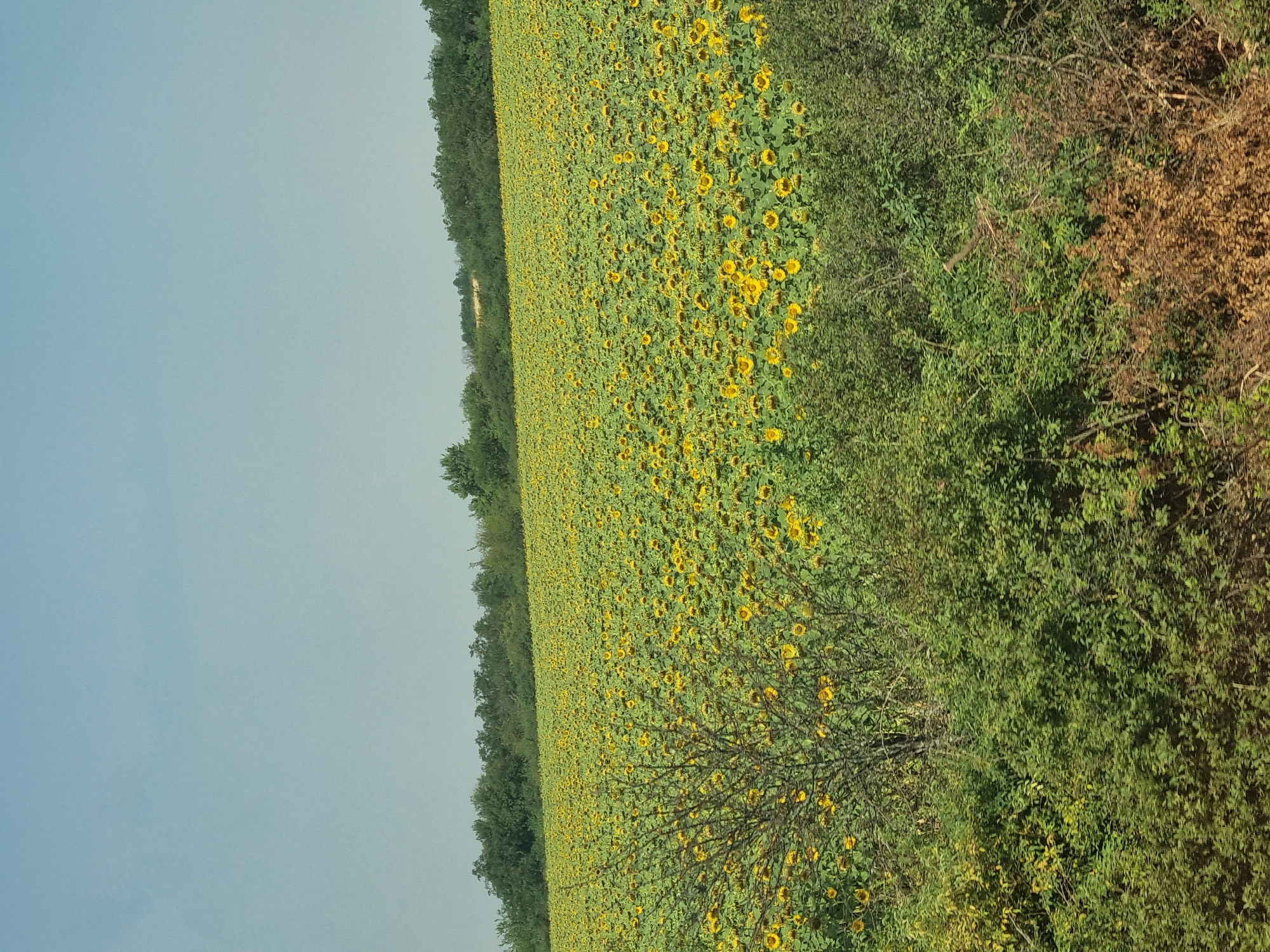 The image shows a vast field of sunflowers under a clear, pale blue sky. The sunflowers, with their bright yellow petals and dark centers, stretch across the landscape, creating a sea of vibrant color. The field appears to be on a slight incline, with the horizon marked by a line of dark green trees. In the foreground, there is dense green shrubbery and some dry, brown vegetation. A thin, bare tree with twisted branches stands out against the backdrop of sunflowers. The scene is natural and rural, with no signs of human activity. The location is described as Unknown, Unknown.