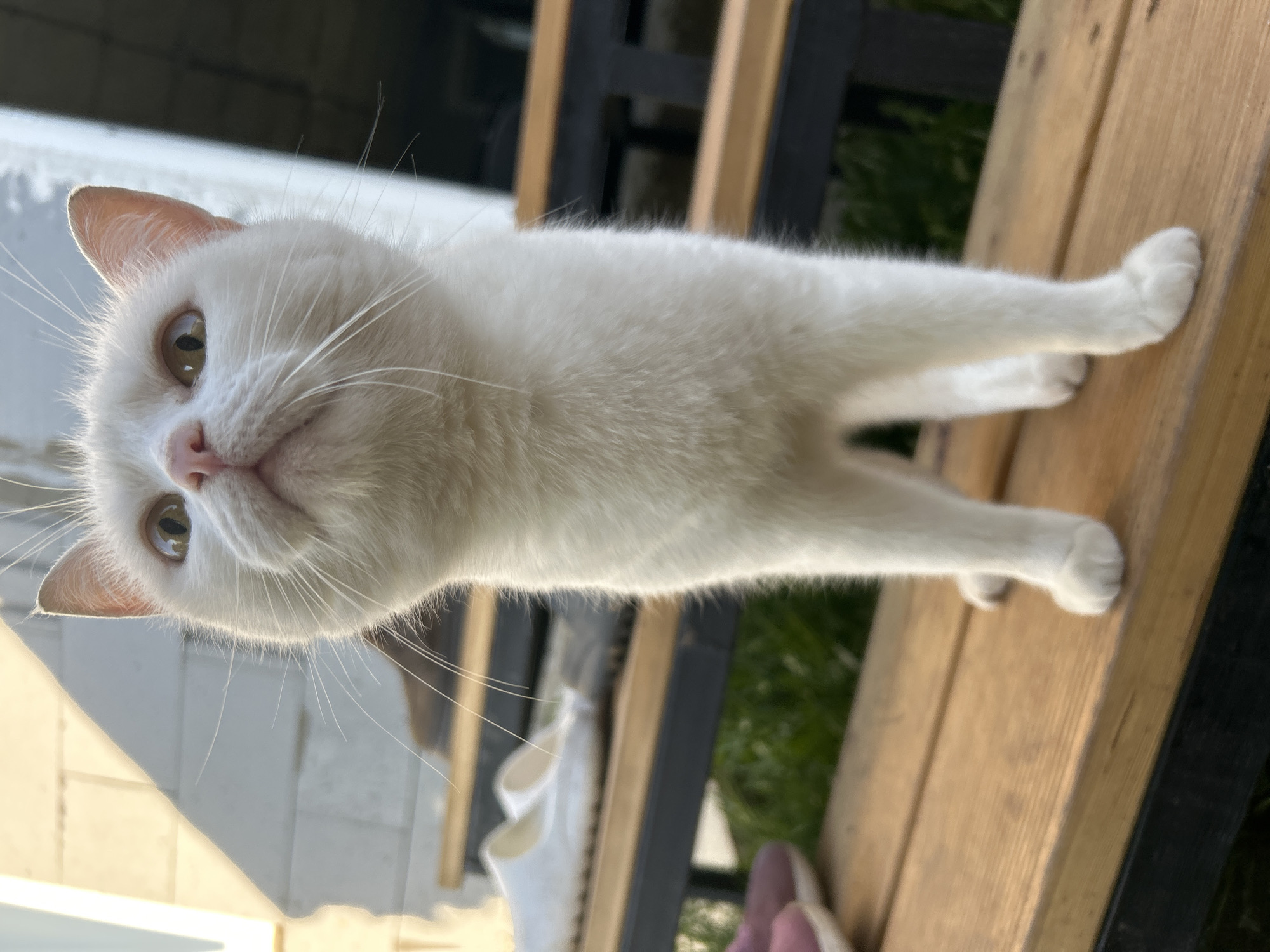 A white cat is standing on a wooden bench. The bench is likely outdoors, as there is grass visible behind it. A white wall and a pair of shoes are visible in the background. The location in Chaikovsky, Russia, cannot be determined from the image alone.