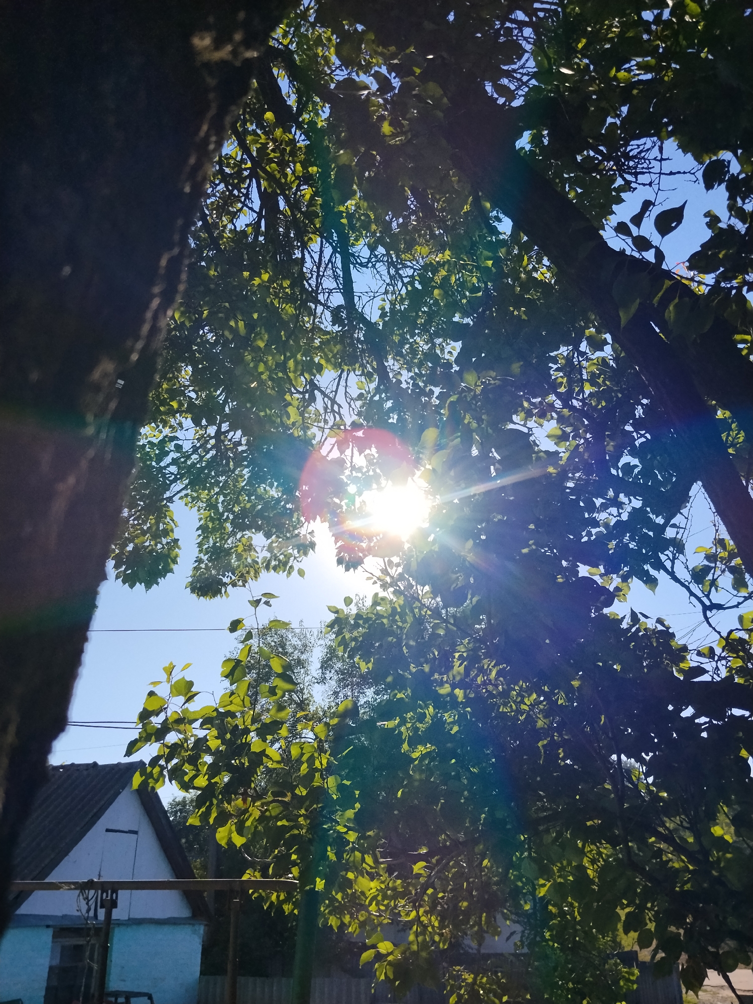 The image is a low-angle shot looking up through the branches of trees toward a bright sun with visible lens flare. Green leaves are abundant, silhouetted against a clear blue sky. On the left side, a portion of a dark tree trunk is visible. In the background, a white-roofed building with a blue lower section is partially visible, along with a wooden fence. The scene appears to be outdoors in a rural or suburban area. The location is Ustyvytsia, Ukraine. There are no people or animals visible in the image. The lighting suggests daytime.
