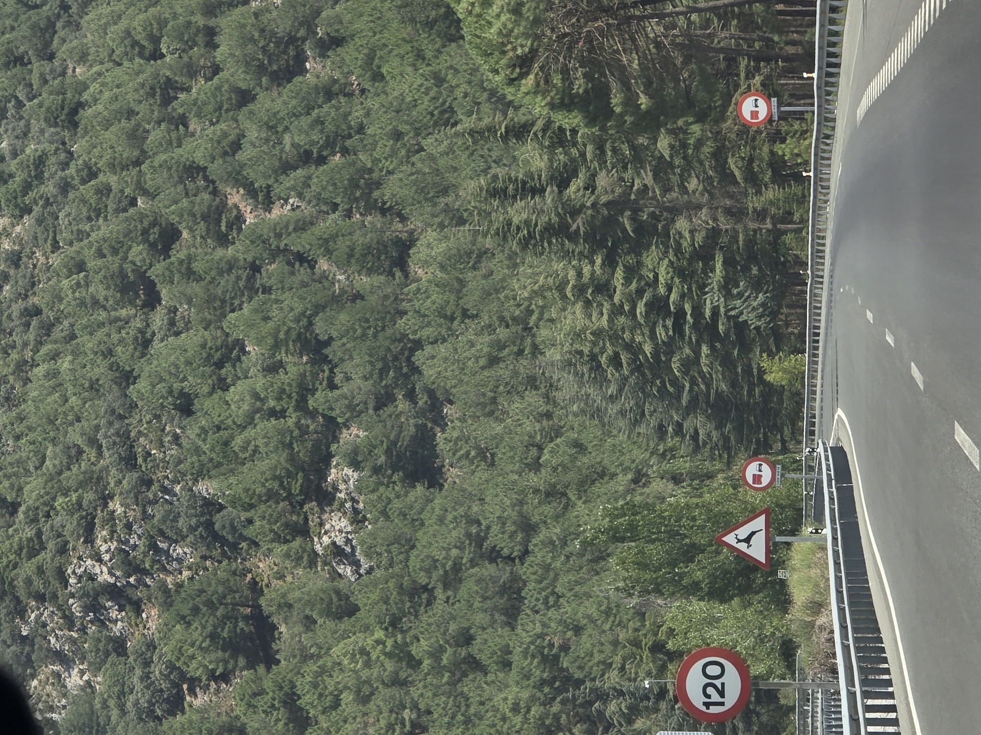 The image shows a rural road in Beas de Granada, Spain, with a dense forest of pine trees on a steep hillside in the background. The road is asphalt with white lane markings. There are several traffic signs visible: a circular sign with "120" indicating a speed limit of 120 km/h, a triangular sign with a deer silhouette warning of wildlife crossing, and a circular sign with two red trucks on a white background, indicating a prohibition of overtaking for trucks. A metal guardrail lines the right side of the road. The lighting suggests it is daytime.