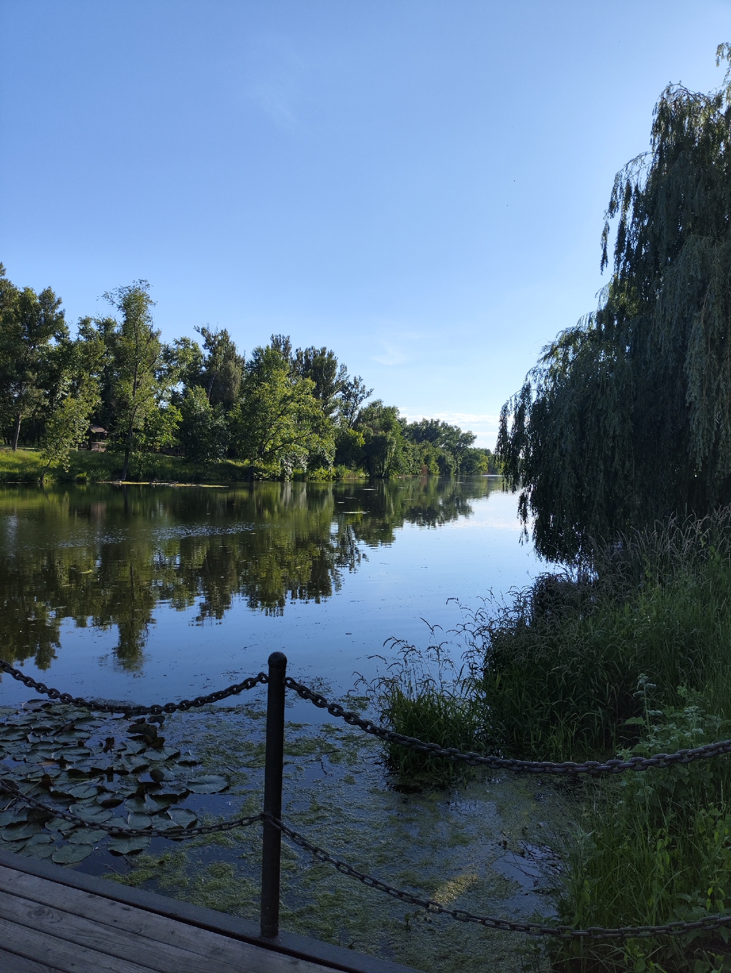 The image depicts a tranquil natural scene at a body of water, possibly a river or a lake, with lush green trees lining the opposite bank. In the foreground, a wooden pier or boardwalk extends into the water, with a metal chain fence along its edge. Lily pads and green algae cover parts of the water's surface near the pier. A weeping willow tree with its branches cascading towards the water dominates the right side of the frame, casting a shadow. The sky is a clear, bright blue. The scene appears to be a park or a recreational area. Based on the prompt, this location is identified as Kryvyi Rih, Ukraine. There are no people or animals visible in the image.