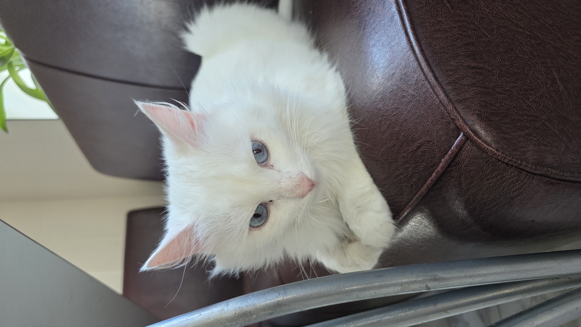 A white fluffy cat with striking blue eyes is lying on a dark brown leather armchair. The cat is positioned in the center of the frame, looking directly at the camera. Its paws are tucked underneath its body, and its tail is curled around its side. The armchair appears to be in a room with a light-colored wall in the background. A metallic object, possibly part of a chair or table, is visible on the left side of the image. The lighting suggests it is daytime, with natural light illuminating the scene. The location is identified as Старошареево, Russia.