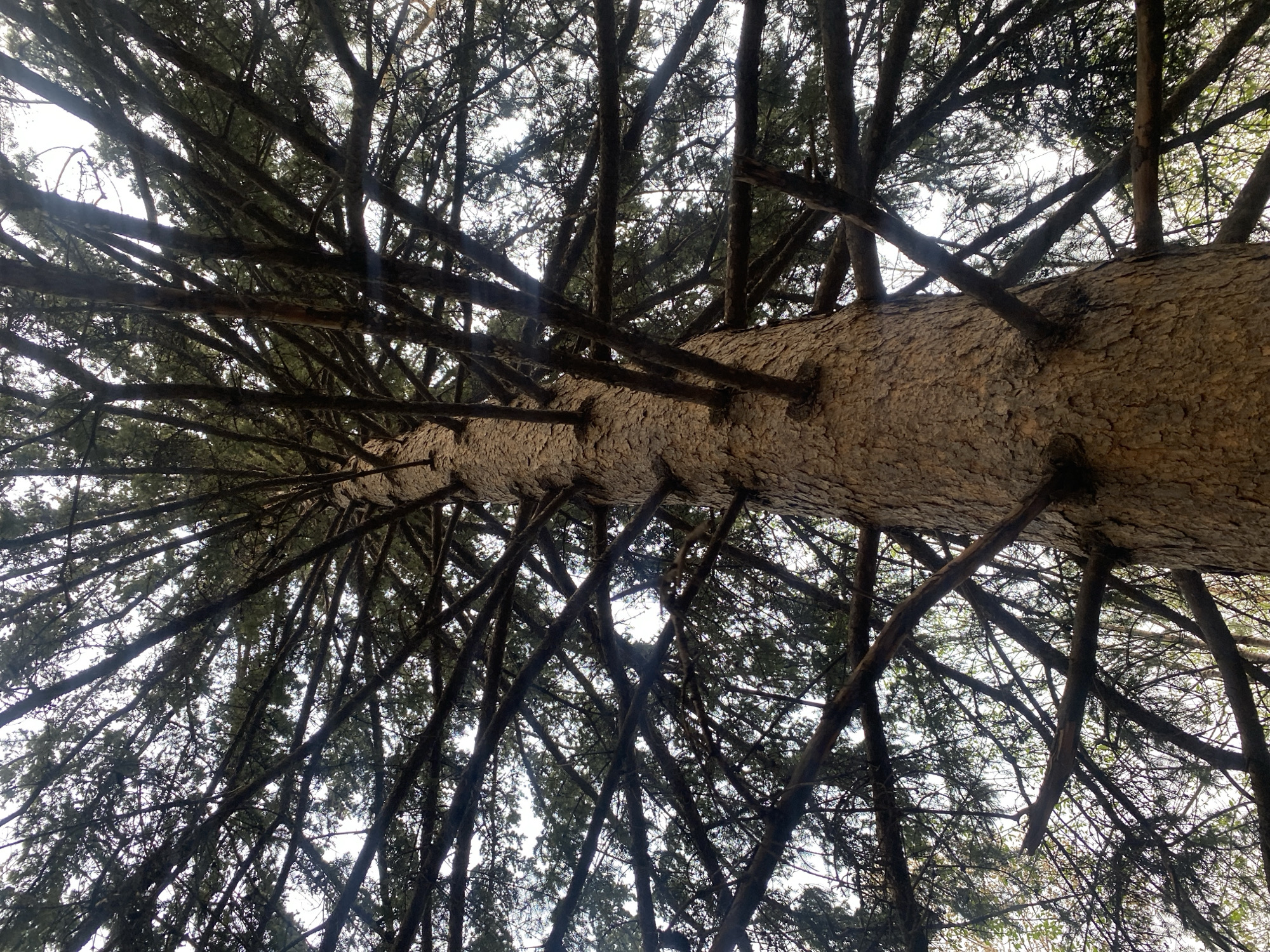 The image shows a view looking up into the canopy of a tall evergreen tree. The bark of the main trunk is visible in the center, with numerous branches extending outwards and upwards in all directions. The branches have smaller twigs and needles, creating a dense network. The sky is visible through the gaps in the foliage. The location is in a city, but unknown.