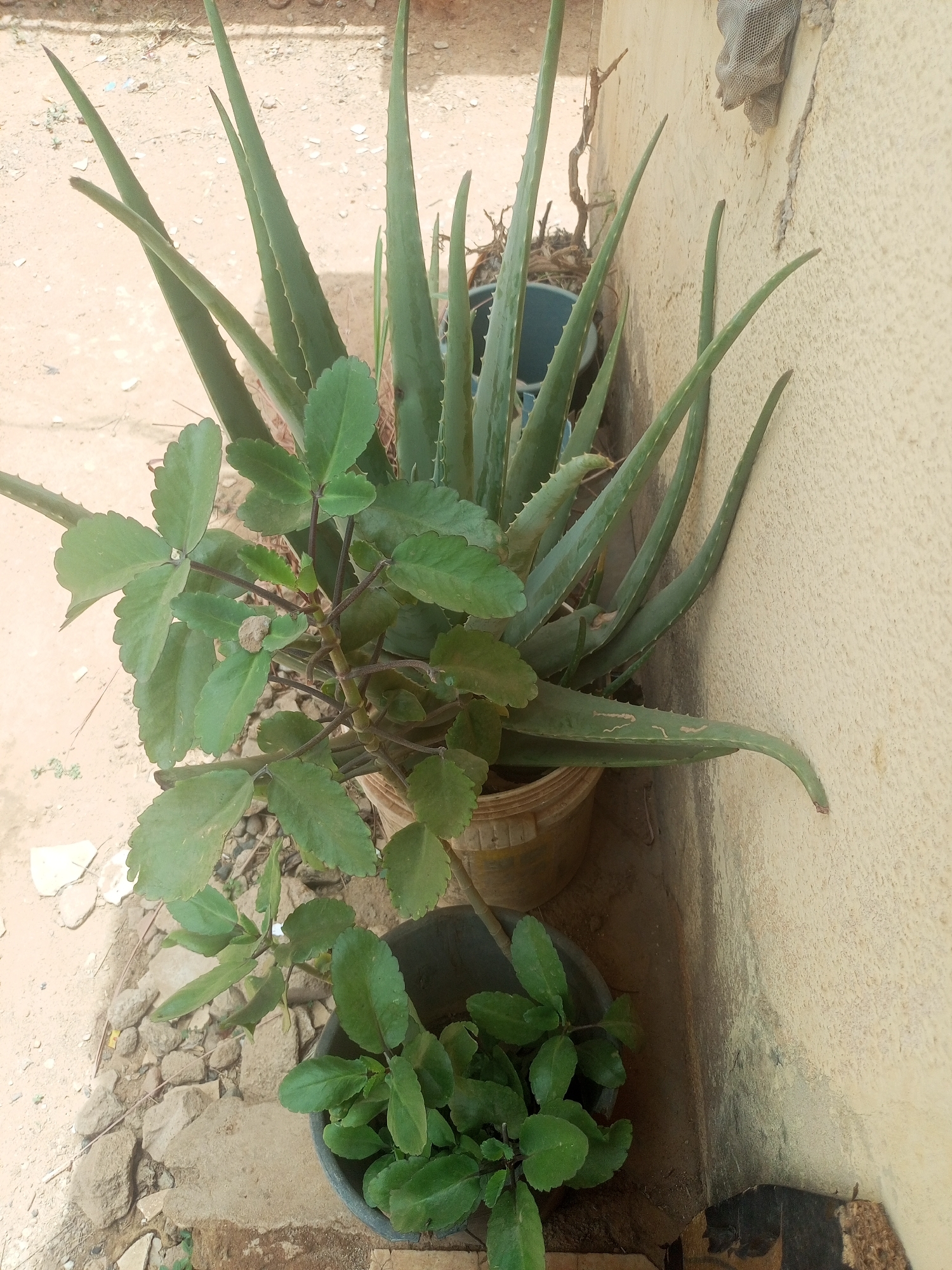 A potted Aloe Vera plant stands tall alongside a potted Bryophyllum pinnatum, placed next to a beige wall on a concrete surface strewn with small rocks, possibly in Unknown, Unknown. The Aloe Vera's spiky, vertical leaves contrast with the Bryophyllum pinnatum's broad, rounded foliage.