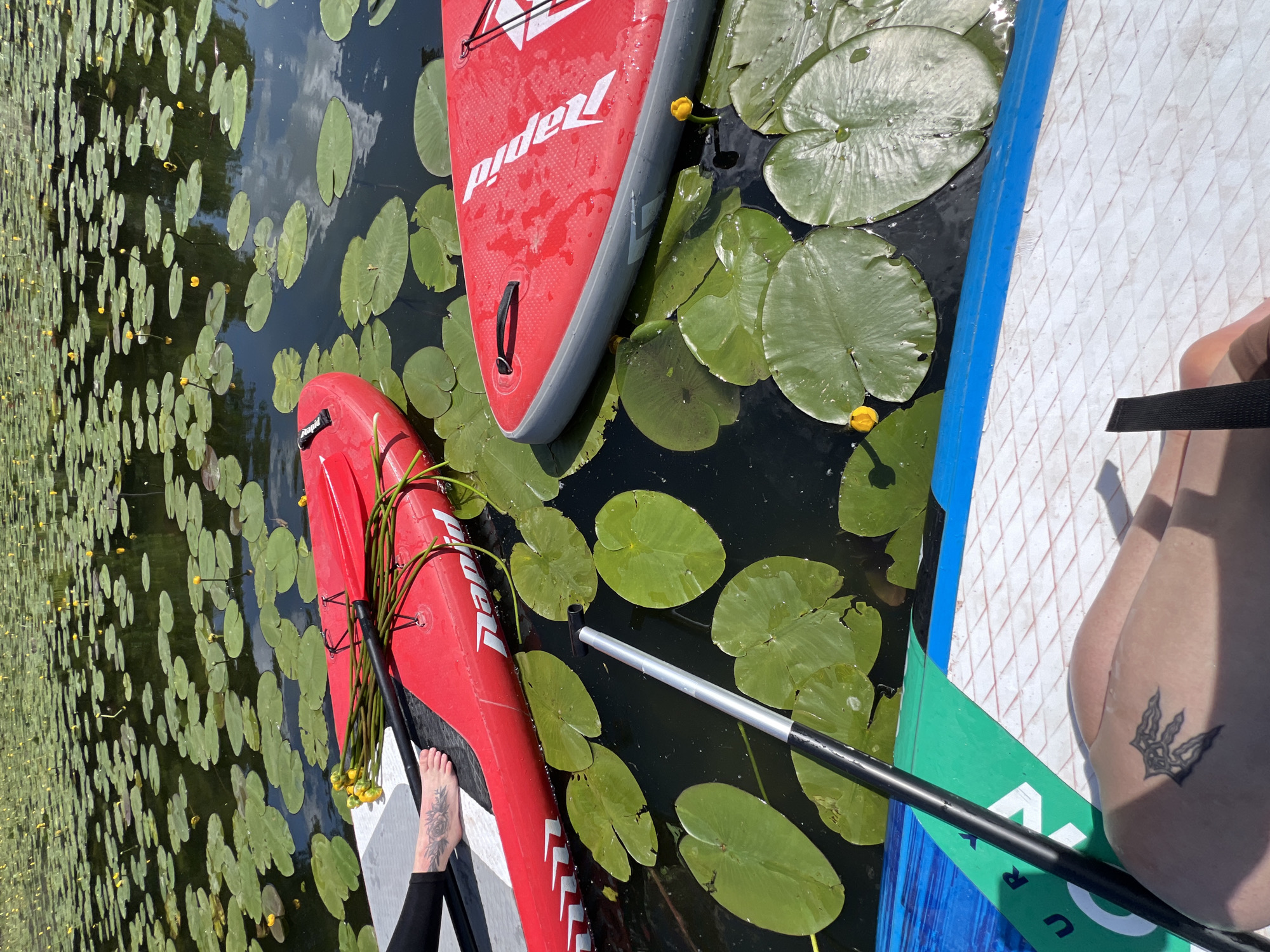 The image depicts a serene scene on a body of water, likely a lake or river, covered in numerous green lily pads and dotted with small yellow water lily blossoms. The water itself is dark, reflecting the overcast sky and surrounding greenery.
In the foreground, the edge of a blue and green paddleboard is visible, with a paddle lying across it. Partially on this paddleboard is a person's leg and foot, adorned with a black tattoo of a stylized plant or creature on the calf and ankle.
Further into the water, two bright red paddleboards are present. One is closer to the viewer and has a black handle. The other is slightly further away and features the word "Rapid" in white lettering. A bunch of long-stemmed yellow flowers, possibly also water lilies or a similar aquatic plant, is resting on the closer red paddleboard. The overall impression is one of a calm, natural setting, likely utilized for recreational water activities. The location is specified as Bila, Ukraine.