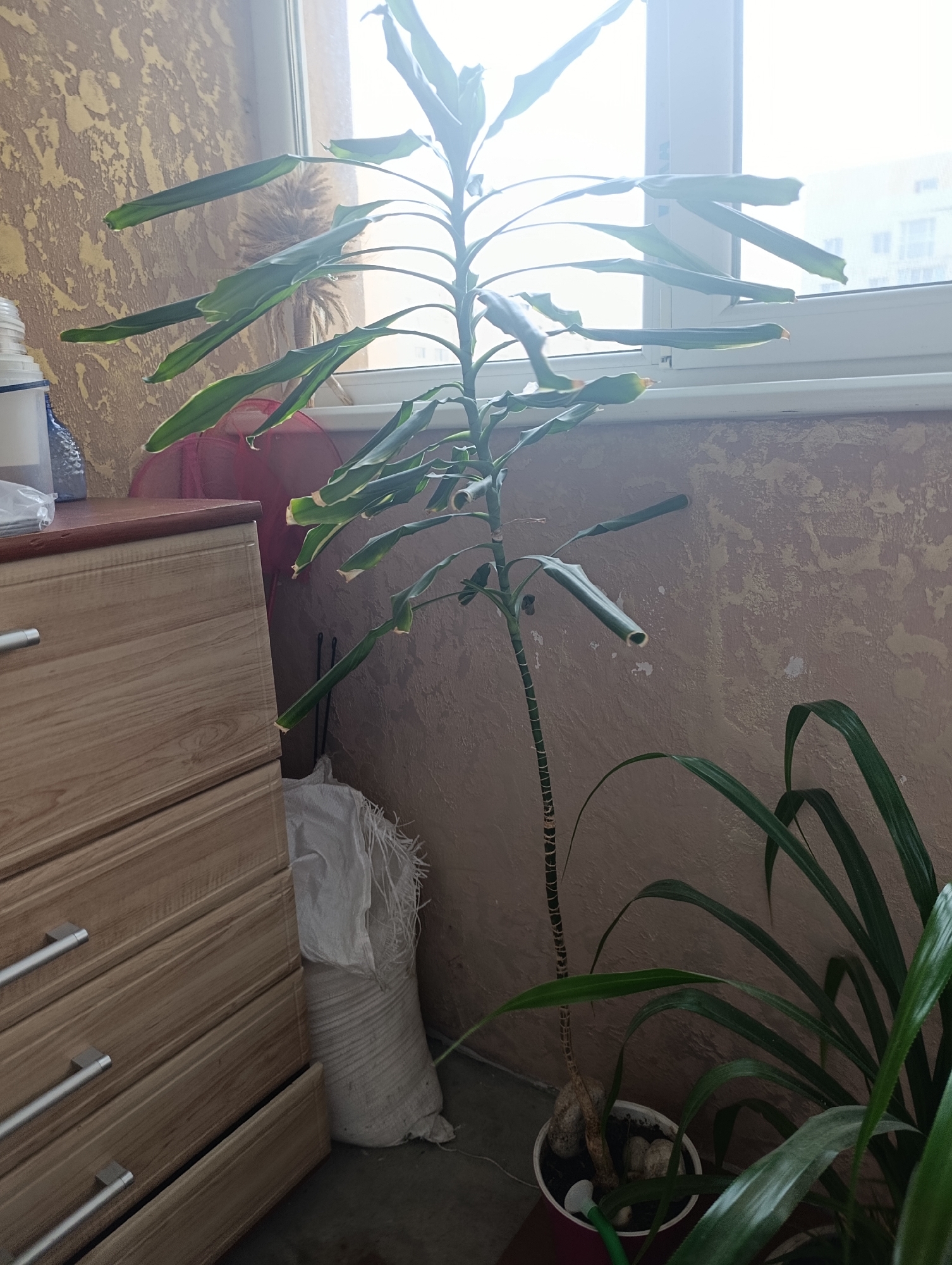 The image depicts an indoor scene, likely an apartment balcony or a room with a window. The dominant feature is a tall, leafy green plant with a thin, segmented stalk, placed near a window. To the left of the plant is a light-colored wooden chest of drawers with silver handles. Behind the plant, a white, woven bag is partially visible, and to the right, another green plant with broader leaves is present. The wall behind the plants has a textured, patterned wallpaper in a neutral tone. The window looks out onto an urban environment with buildings visible in the distance, suggesting it is a city. The lighting suggests it is daytime. No people are present in the image. The image is a photograph taken from a medium distance, with the camera at approximately chest height.