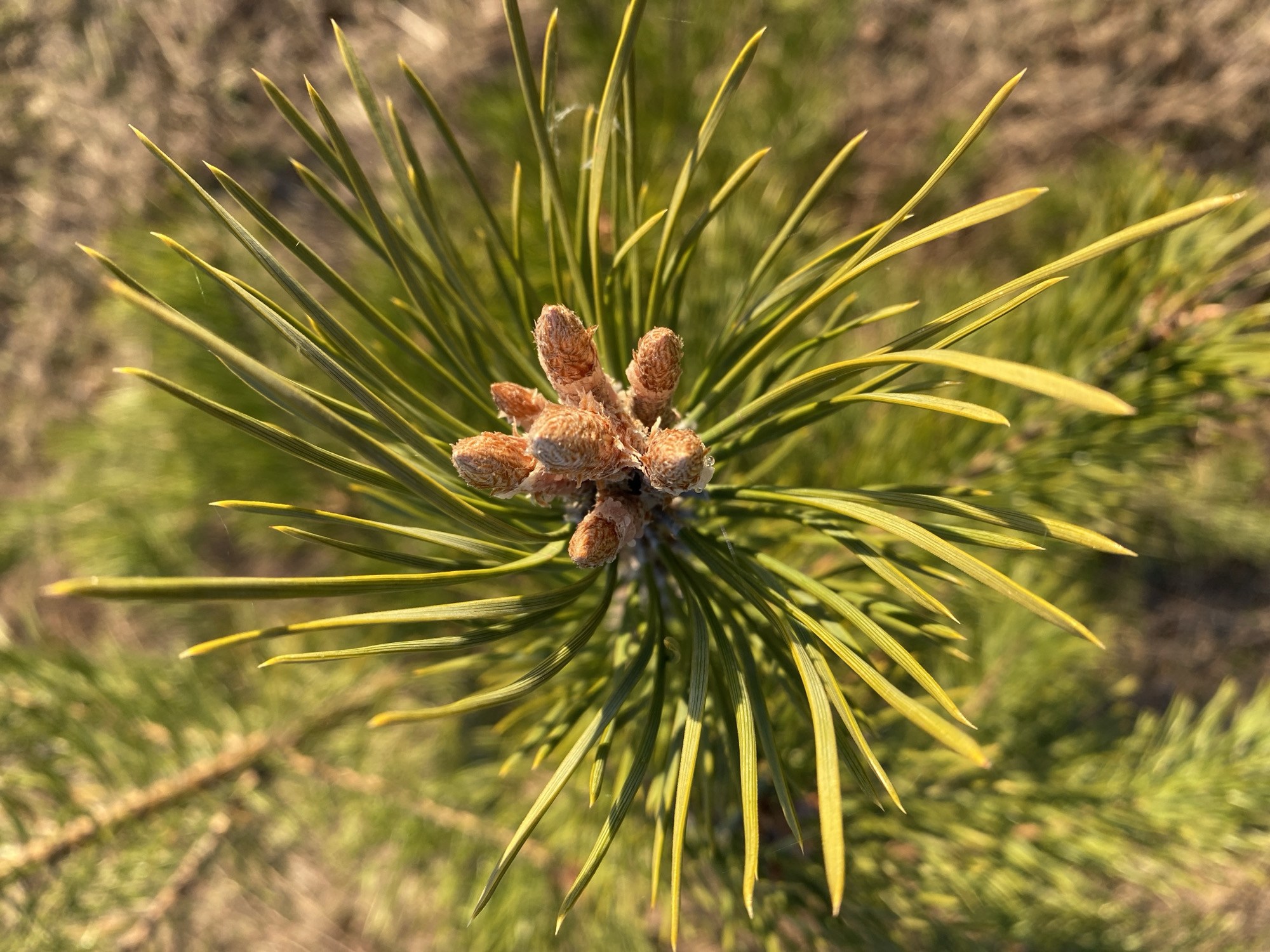 A close-up, high-angle shot focuses on a cluster of light brown pinecone buds at the center, surrounded by a radiating array of long, green pine needles tipped with yellow. The background shows blurry brown grass and more pine branches. The image was taken in Olkhovka, Russia.
