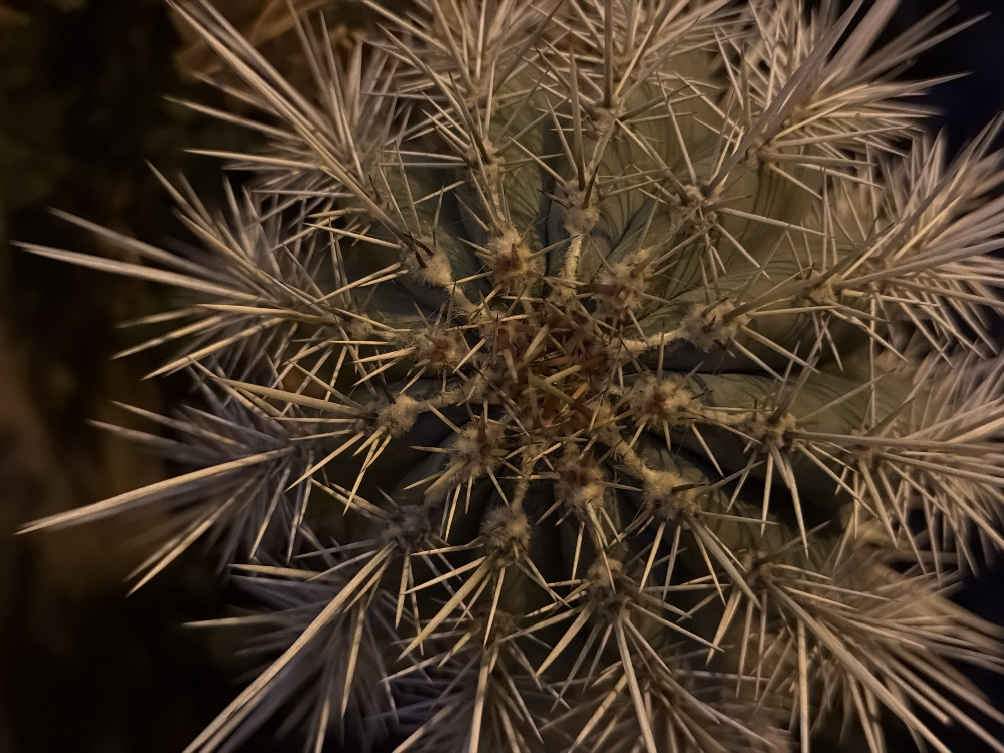 This is a close-up, overhead shot of a cactus. The cactus is green with numerous sharp, white spines radiating outwards. The background is dark and out of focus, suggesting it might be nighttime. There are no people or specific Calvià landmarks visible in the image.