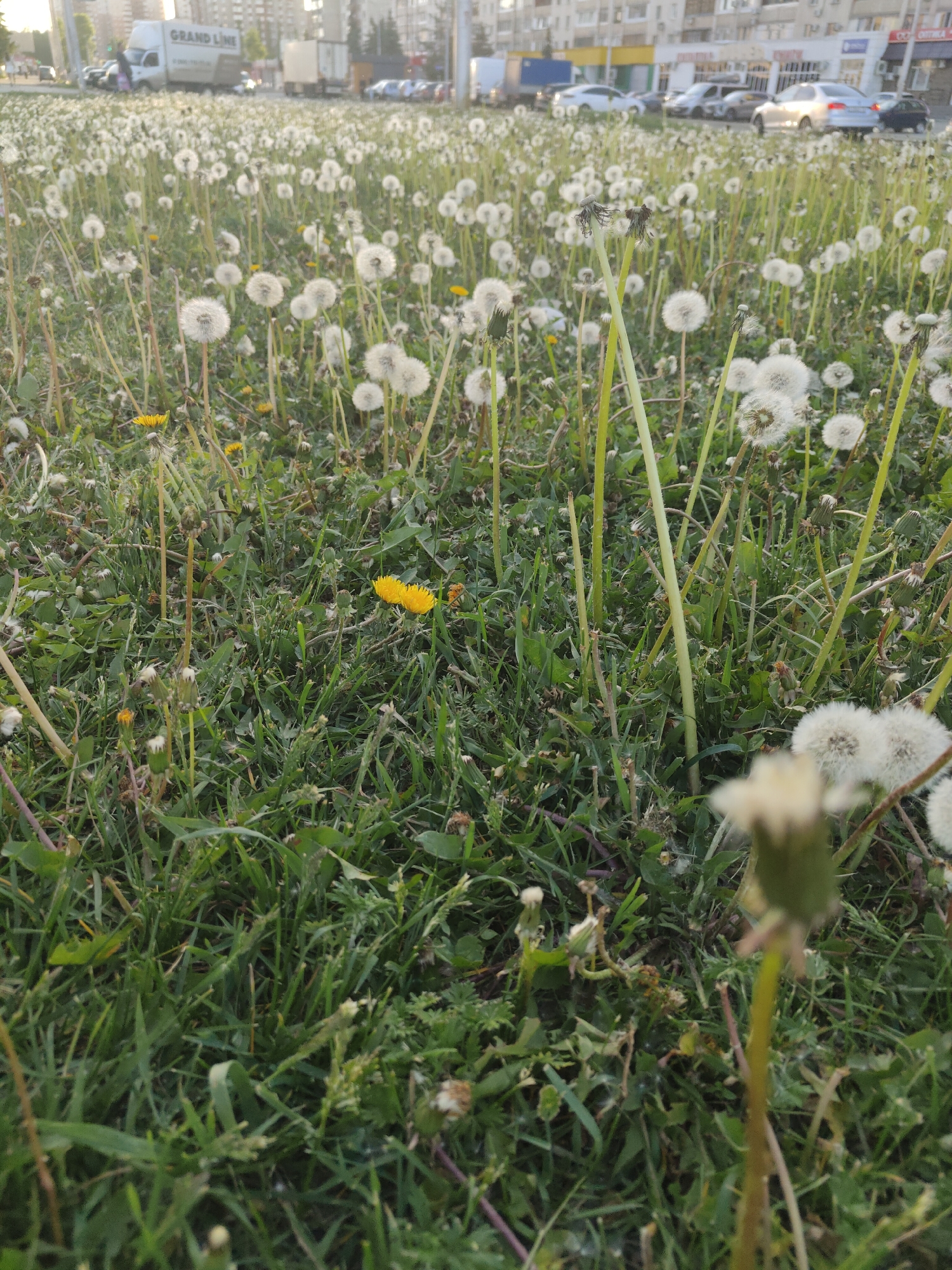 The image shows a field of dandelions, some in seed and some still yellow flowers, in Unknown, Unknown. In the background, there's a "Grand Line" truck and parked cars in front of a row of buildings.