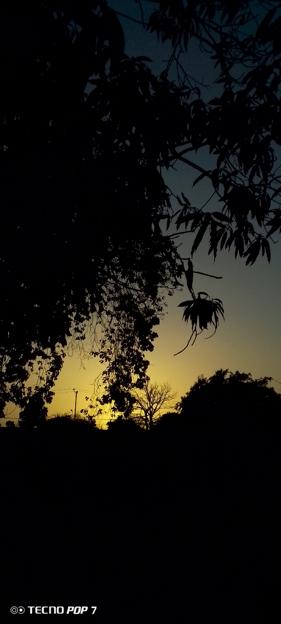The image depicts a scene at dusk or dawn, potentially in Altagracia, Venezuela. The foreground is predominantly dark, obscuring details, but silhouettes of trees and vegetation are visible. A street light and a bare tree can be seen through the vegetation. The sky transitions from a darker blue-gray at the top to a bright yellow at the horizon, suggesting a sunrise or sunset. The logo "Tecno Pop 7" is visible in the lower left corner of the image.