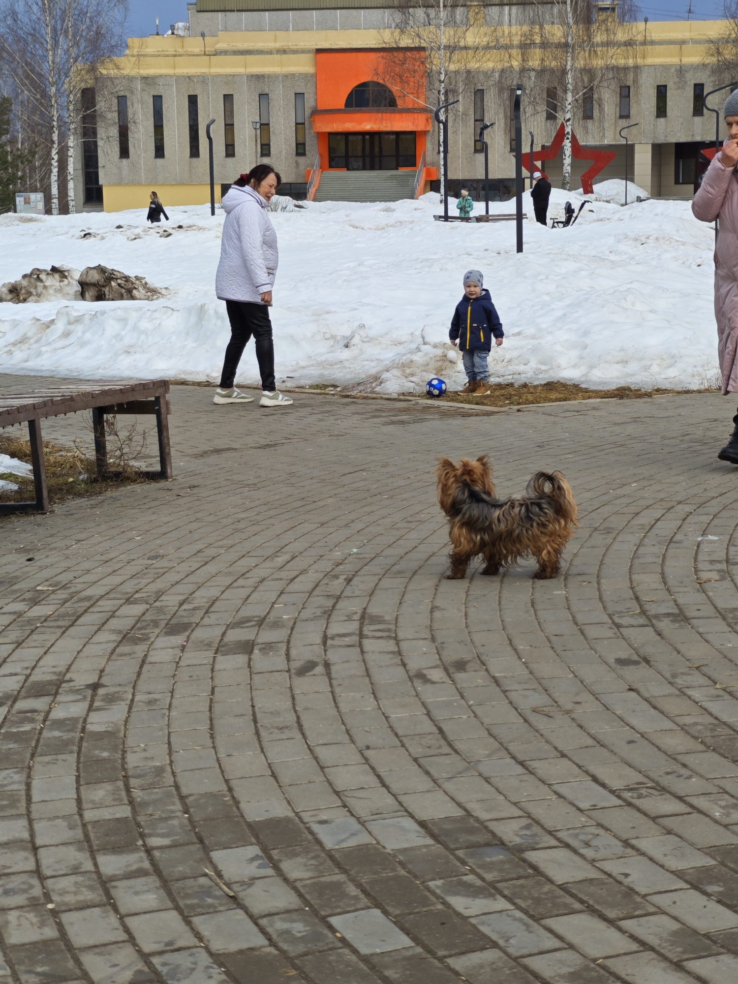 The image depicts a public space in Марковский, Russia, possibly a park or square, characterized by a gray brick-paved ground and patches of melting snow.
In the foreground, a small, brown and gray Yorkshire Terrier stands facing away from the viewer. In the midground, a woman in a white puffy jacket and black pants is walking on the melting snow near a small child in a blue jacket and gray beanie who is standing near a blue and white soccer ball. A second woman in a pink coat is partially visible to the right. In the background, a concrete building with an orange entrance and a red star can be seen. There are bare birch trees sparsely scattered around the park. Other people are present in the background as well.