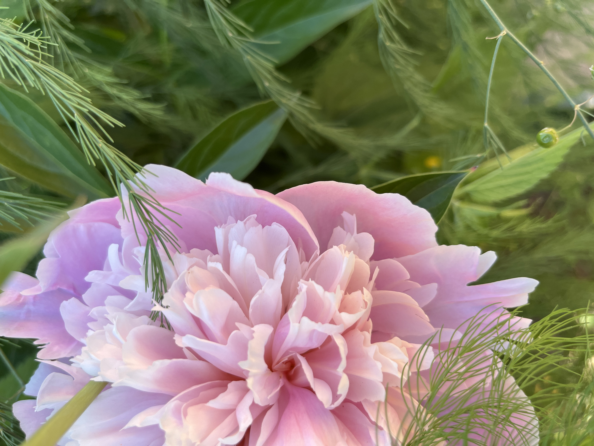 The image shows a close-up of a pink peony flower with delicate petals, partially obscured by thin, green, feathery foliage. The background is a soft blur of various shades of green, suggesting a garden setting. The lighting is soft and natural, highlighting the texture of the petals and leaves. There are no people or buildings visible in the image. The scene is a natural outdoor environment, likely a garden or park in Novosibirsk, Russia, given the prompt.