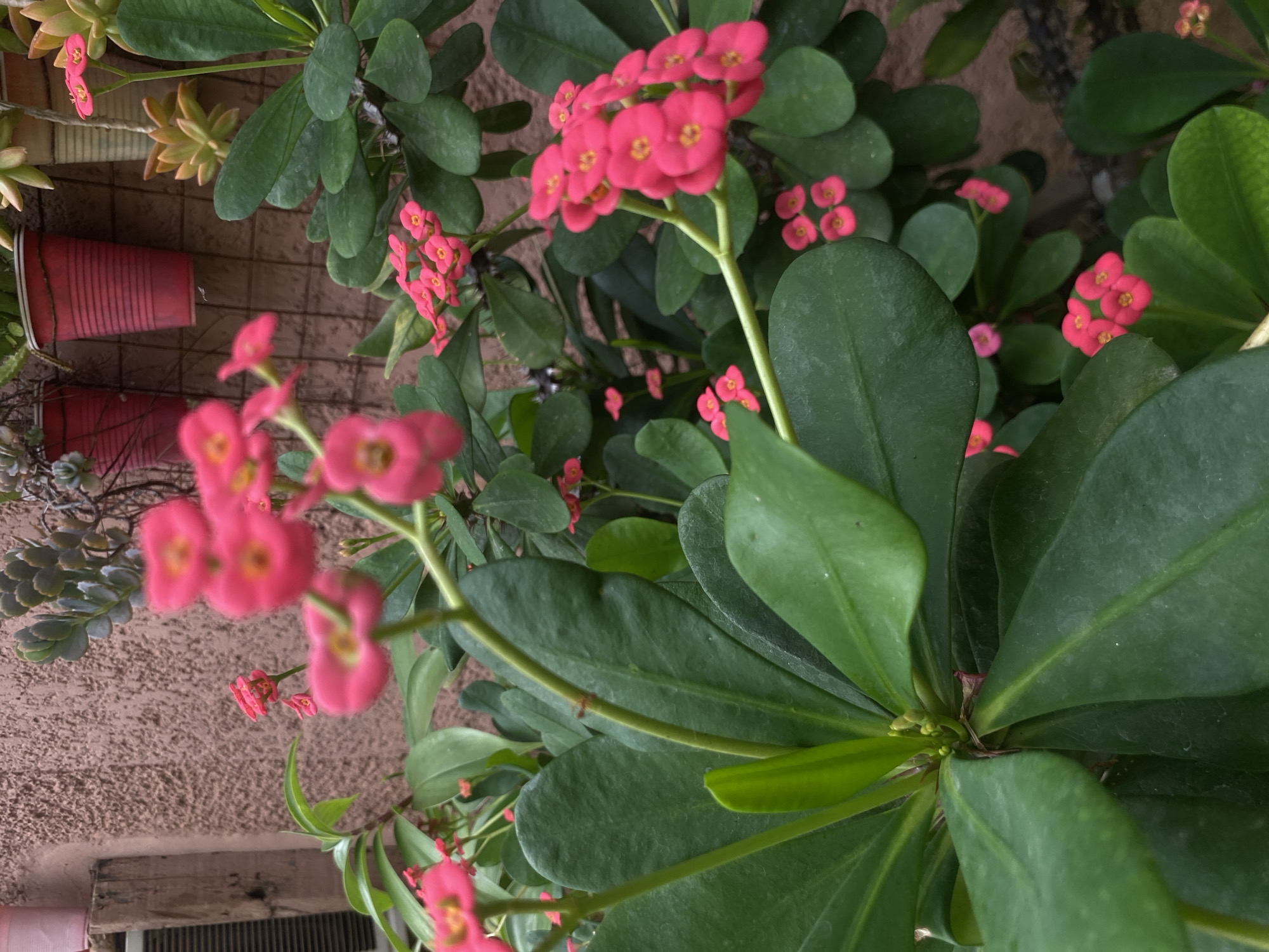The media file captures an outdoor scene featuring vibrant flowering plants, primarily focused on a variety of Euphorbia milii, commonly known as Crown of Thorns, in Barden Yana, Nigeria. The image is oriented with the plants appearing to grow vertically from the bottom right towards the top left, suggesting it may have been taken with the camera rotated.
Numerous clusters of small, bright pink flowers with yellow centers are prominent, contrasting against their dark green, oval-shaped leaves. Several stems bear these flowers, some in sharp focus in the foreground, while others are visible further back, appearing slightly blurred. Another type of succulent plant with lighter, yellowish-green rosettes is visible in the background, near the top of the frame.
The plants are housed in various containers, including at least two bright red plastic cups, repurposed as planters, located on a tiled or brick-patterned ground surface. Behind the plants, a textured, light brown or beige wall, possibly stucco or rough concrete, forms part of the background. A wooden plank or beam is also partially visible at the bottom left. The lighting suggests it is daytime, with natural light illuminating the scene evenly. There is no visible human activity or discernible text within the image.