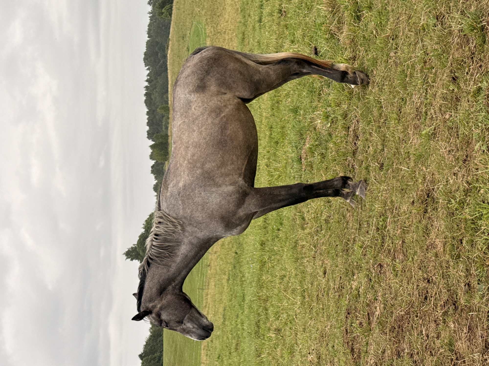 A dappled gray horse stands in a grassy field under an overcast sky. The horse is facing left in profile, with its head lowered. Its mane is a lighter gray and is somewhat shaggy. The field is covered in green and brown grass, with some patches of dry vegetation. In the background, a line of trees forms a dark green horizon. The location is identified as Galinė, Lithuania.