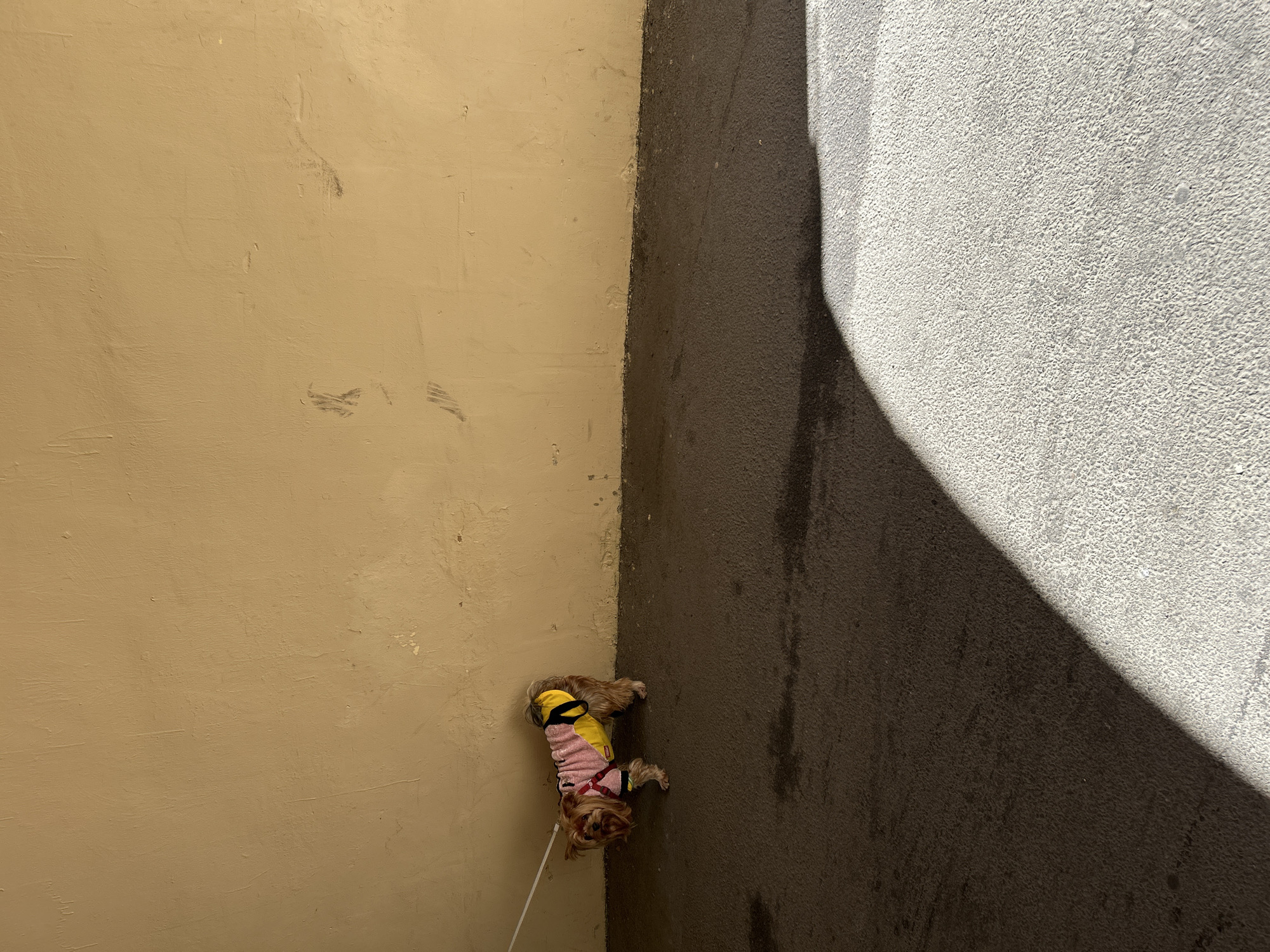 A high-angle outdoor shot depicts a small dog, possibly a Yorkshire Terrier, positioned at the corner of a textured tan wall and a dark asphalt-like ground. The dog is wearing a multi-colored garment, primarily yellow and pink with black accents, and a white leash extends downwards, out of view.
The scene is divided into distinct geometric sections. The left portion of the image is dominated by a light brown or tan wall, showing signs of wear and minor scuffs. To the right, a darker, possibly asphalt, ground surface meets the tan wall vertically. Further to the right and occupying the top-right corner is a lighter grey, highly textured surface, which also appears to be ground or a rough concrete wall.
Strong, sharp shadows diagonally cut across the right side of the image, indicative of bright sunlight and a clear daytime setting. One shadow covers a significant part of the dark ground, and another, curved shadow, is cast onto the lighter grey surface. The contrast between light and shadow is prominent. No text is visible in the frame. The overall atmosphere is quiet and still, suggesting a moment of pause during a walk in what appears to be an urban or semi-urban setting, consistent with Saint Petersburg, Russia.