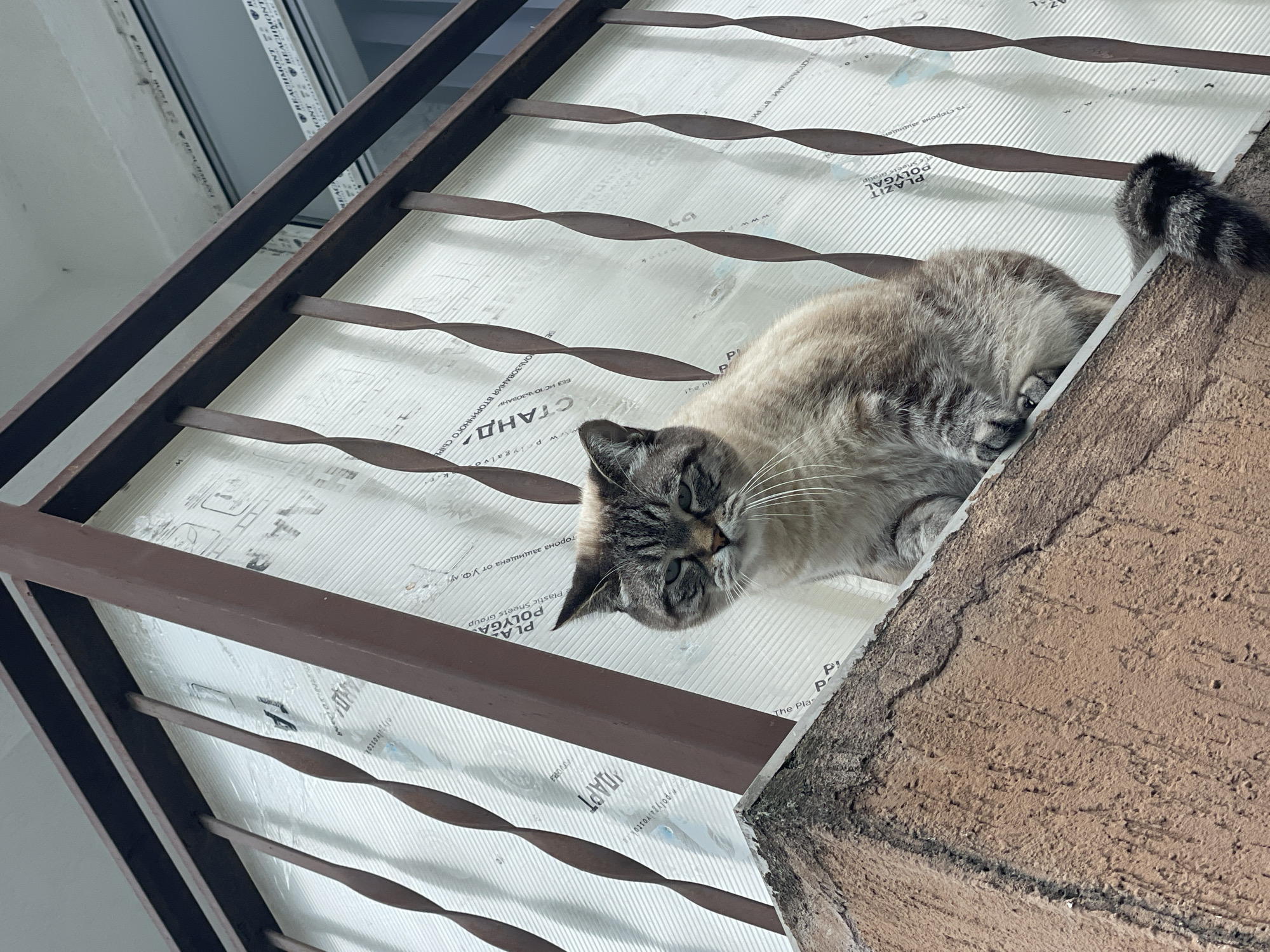 A light brown and gray Siamese cat sits on a concrete ledge with a dark brown metal railing above it. The railing has twisted vertical bars and a horizontal bar. Behind the railing is a translucent white material with black text. The cat is facing the camera with its eyes partially closed and its ears slightly flattened. Its tail is visible to the right, with black and gray rings. The concrete ledge appears weathered and textured. The background shows a window and a white ceiling. The location is not specified as Sochi, Russia, or any other specific city.