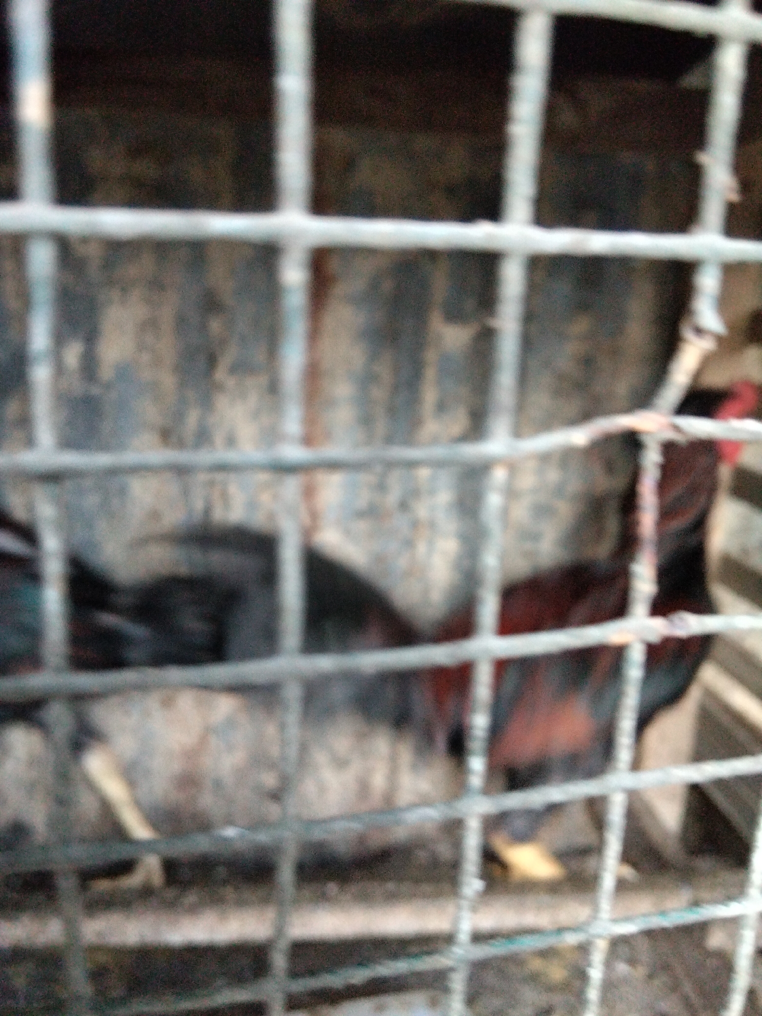 The image shows two roosters in a cage, likely in Benuaraja, Indonesia. The roosters are dark in color with some reddish-brown markings on their bodies. One rooster is positioned on the left side of the cage, partially obscured by the bars, while the other is on the right. The cage appears to be made of metal bars and has a rustic, possibly wooden, background. The lighting suggests it is daytime, but the overall image is blurry, making it difficult to discern specific details about the environment or the roosters' condition. The scene is very basic, with no other objects or elements of interest visible.