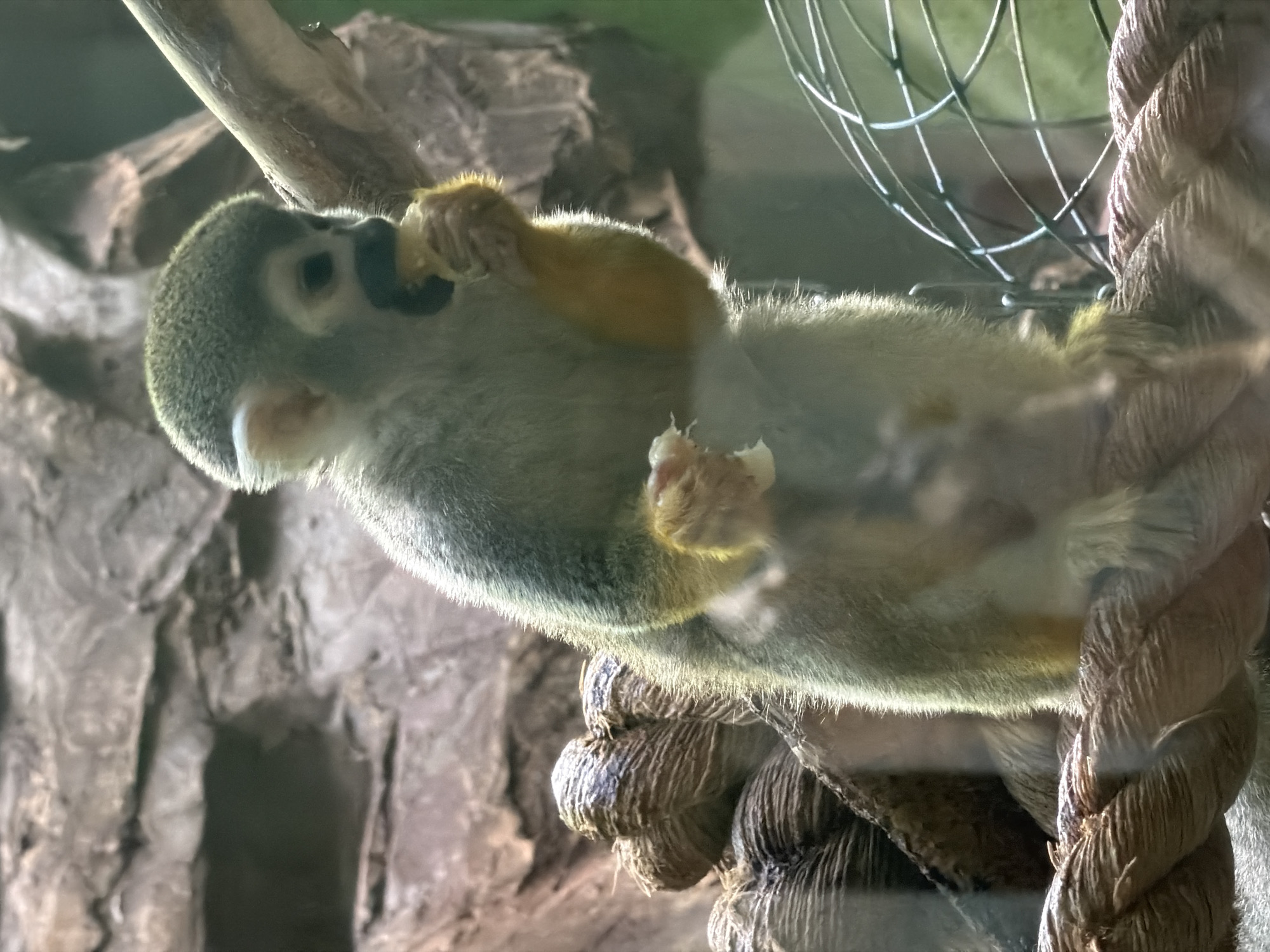A squirrel monkey is perched on a thick rope, eating a piece of food. The monkey has light brown fur on its body and darker brown fur on its head. Its hands and feet are a reddish-yellow color. The background consists of rocks and branches, suggesting a natural or zoo enclosure. There is also a metal cage-like structure visible in the lower right portion of the image. The lighting highlights the monkey's fur and the texture of the rope. There is no discernible location within Izhevsk, Russia provided by the image.
