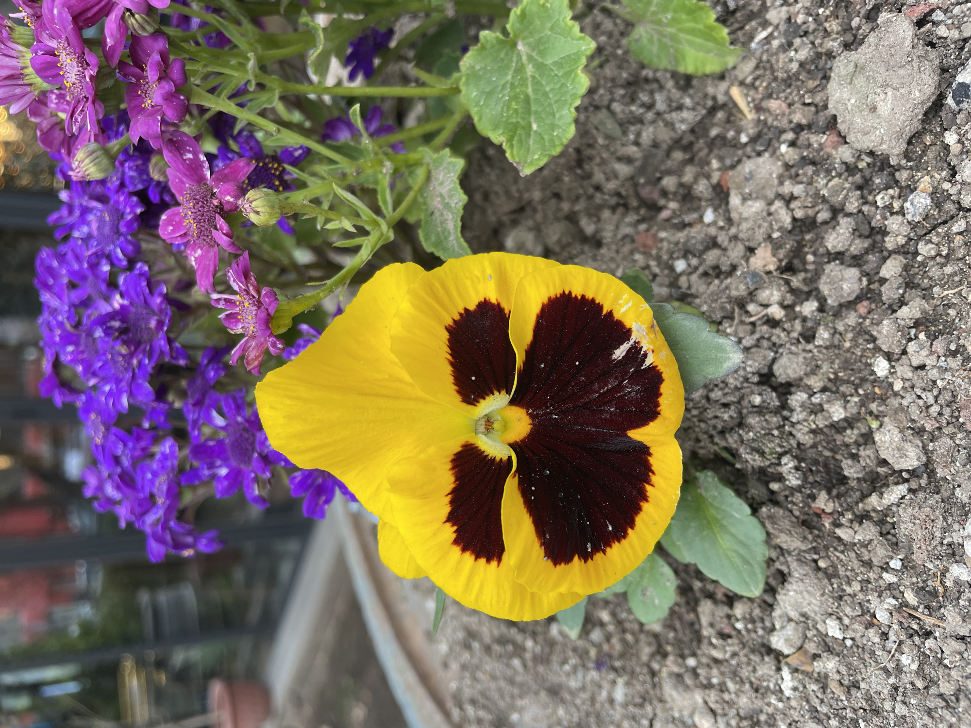 A close-up shot showcases a yellow and dark brown pansy flower with purple flowers in the background. The flowers are in a pot with dirt. The location is not specified in the image.