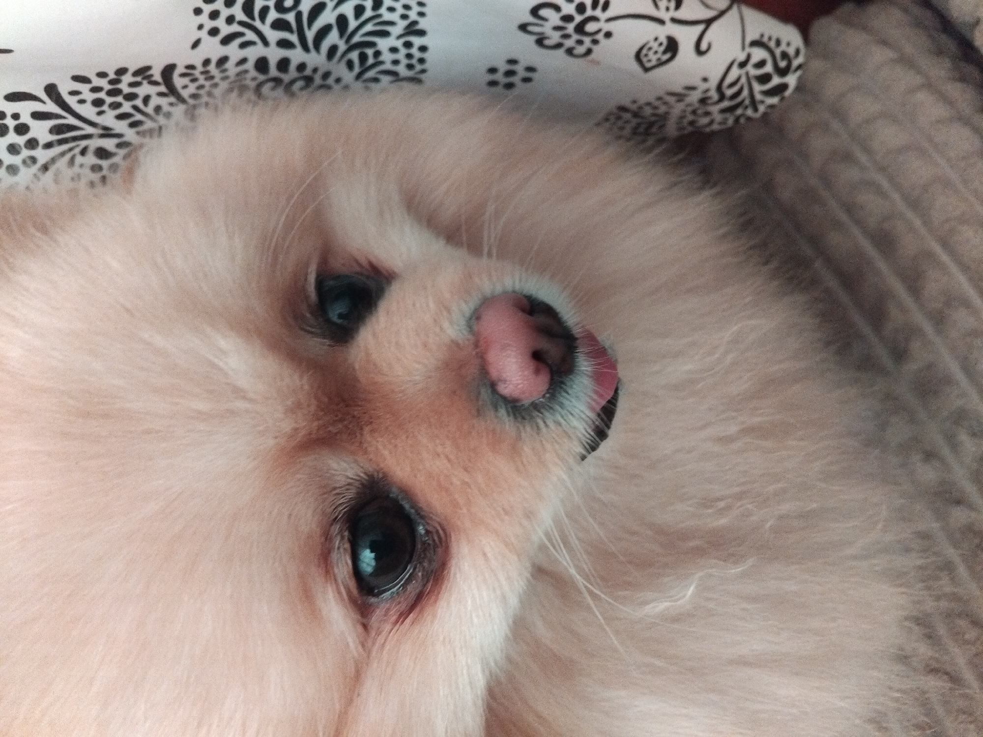 A close-up, eye-level shot shows the face of a light-colored Pomeranian dog. The dog's fur is fluffy and light tan, with darker tan accents around its eyes and nose. Its eyes are dark and round, and its pink nose is slightly wet. The dog's mouth is slightly open, with a small pink tongue visible. To the right of the dog is a white cloth with a black floral pattern. The dog appears to be resting on a textured surface, possibly a blanket or couch, which is grey and ribbed. The lighting is soft, creating a warm glow on the dog's fur. There is no indication of the location in the city of Apriltsi, Bulgaria.