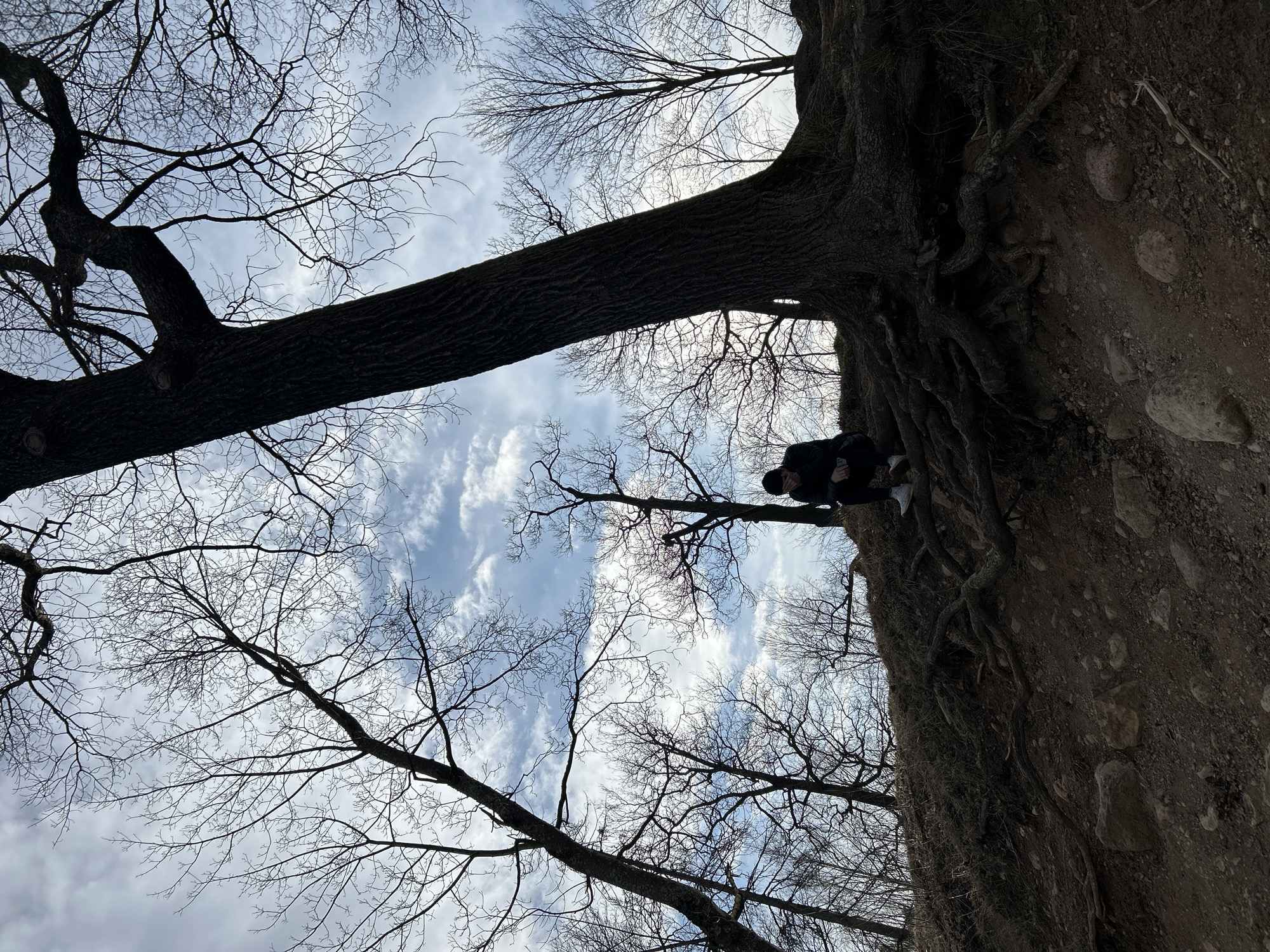 The image shows a low-angle view of a tree canopy against a cloudy sky. The bare branches of trees create a network against the sky. In the top right, a person is partially visible on a tree. The location and city are unknown.