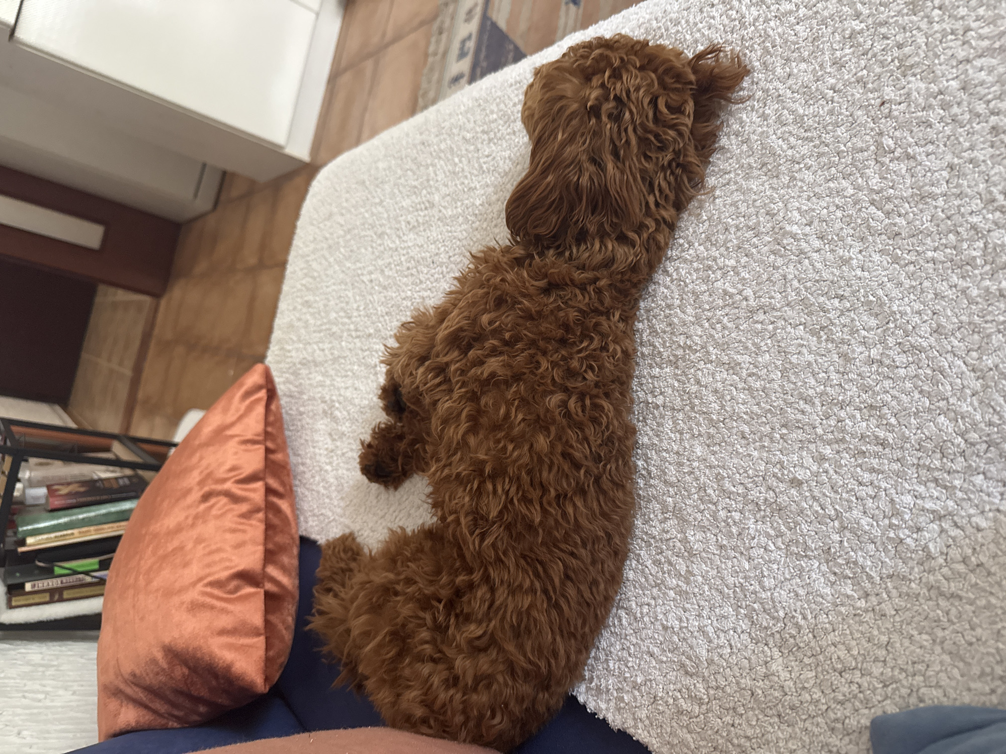 A reddish-brown, curly-haired dog rests lengthwise on a light-colored, textured sofa. A burnt-orange, velvet-like pillow is adjacent to the dog, next to a dark blue section of the couch. Books are visible in a metal shelf behind the pillow. The scene appears to be indoors and the city of Zankovići, Montenegro, is not evident from the image.